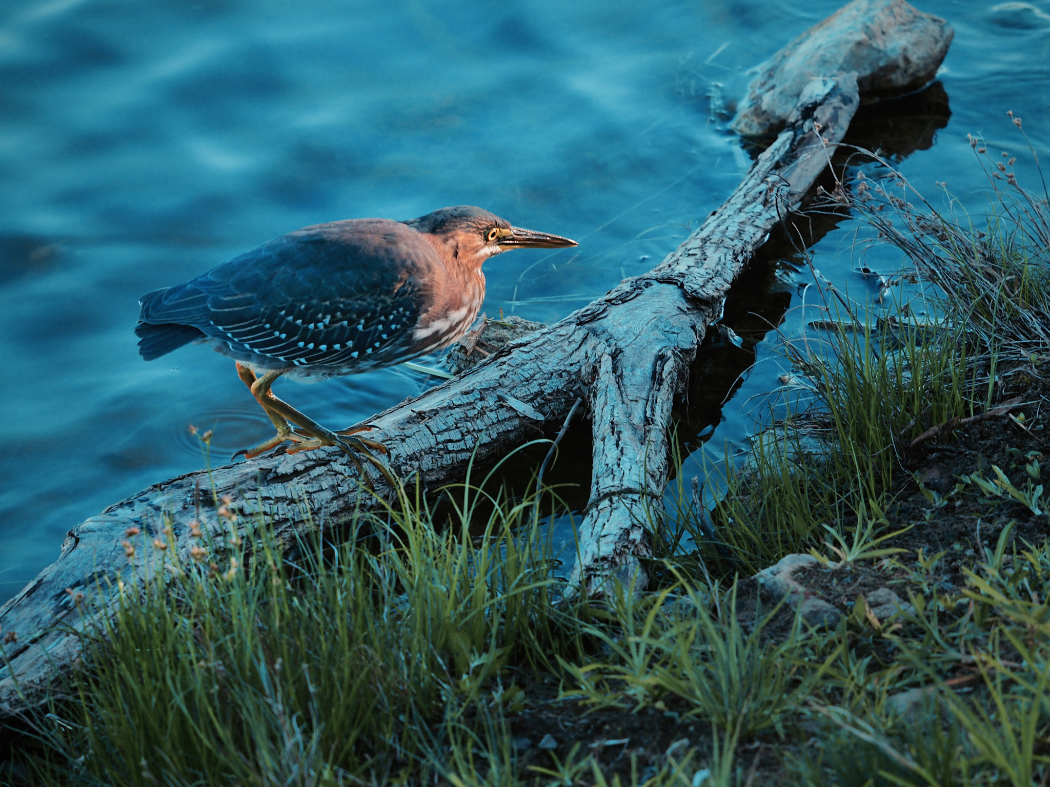 Olympus OM-D E-M5 II sample photo. Subadult green heron photography