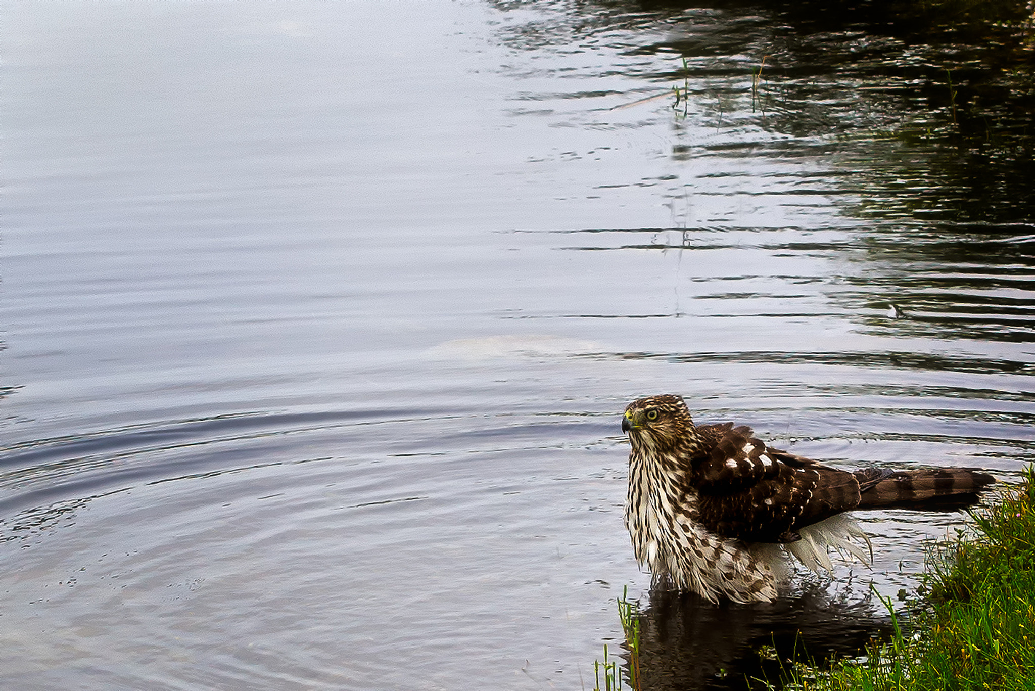 Olympus PEN E-P5 sample photo. Bird bath photography