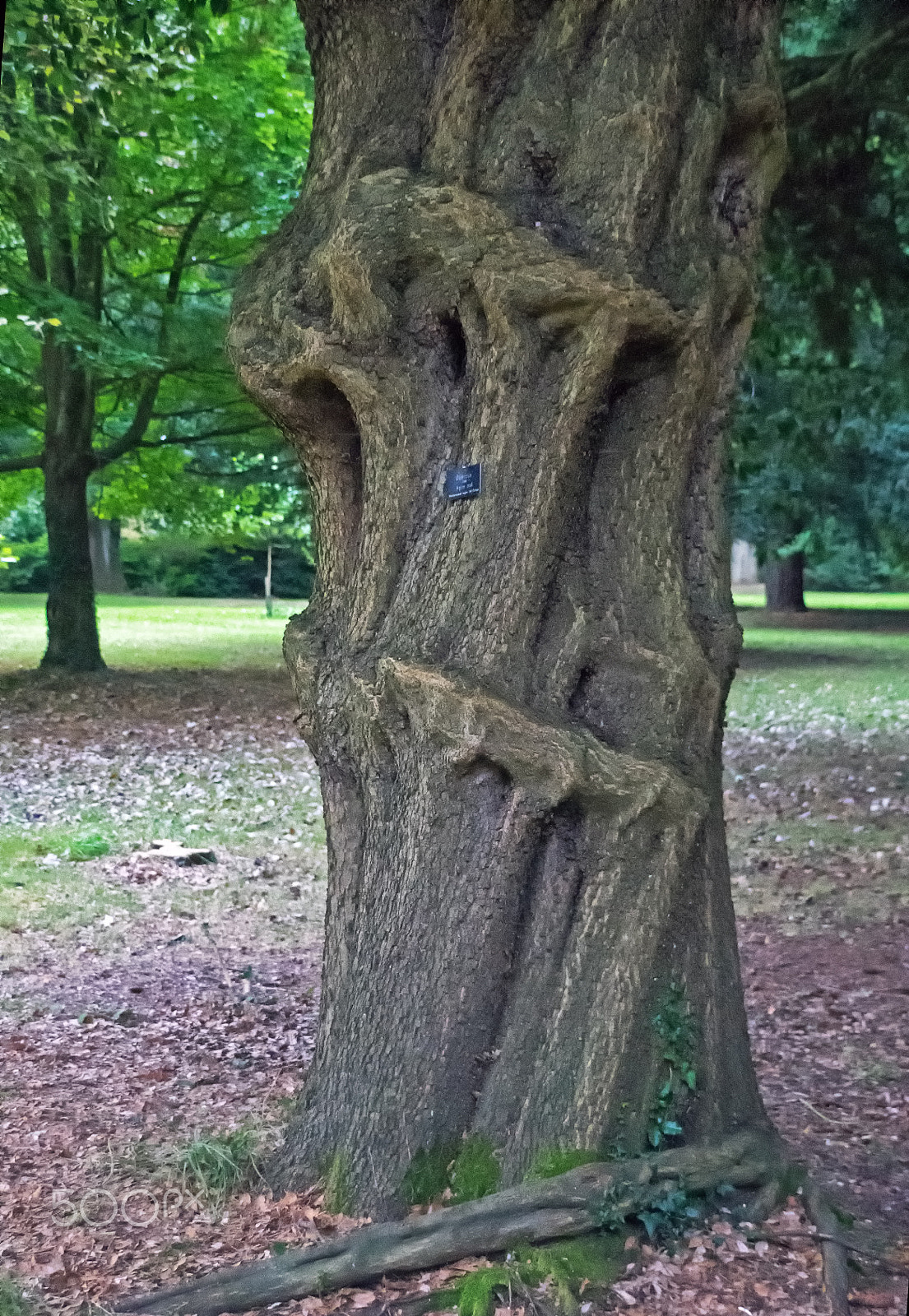 Sony DT 18-250mm F3.5-6.3 sample photo. The lumpy tree photography
