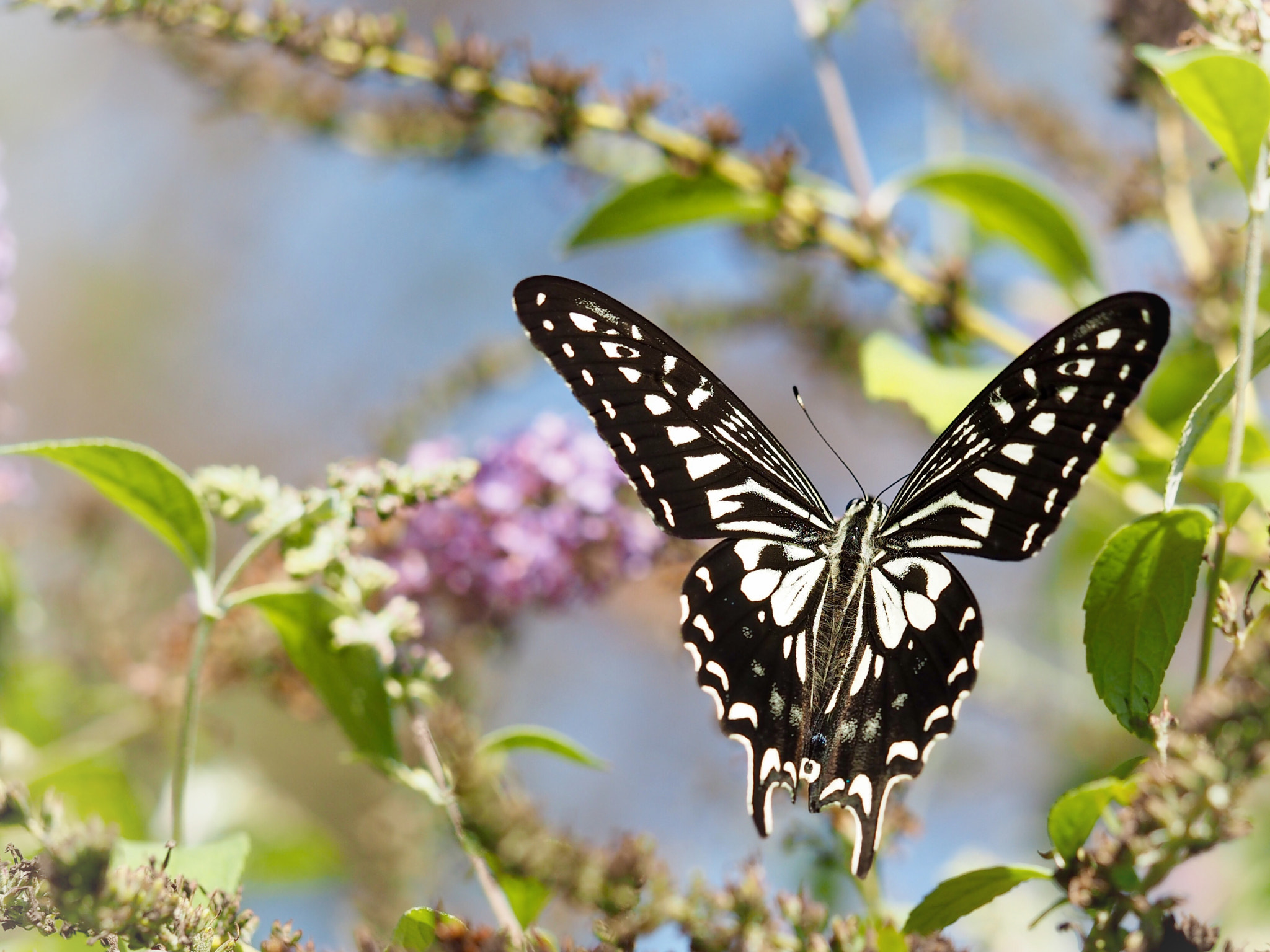 Olympus PEN E-PL7 sample photo. Asian swallowtail in the butterfly bush photography