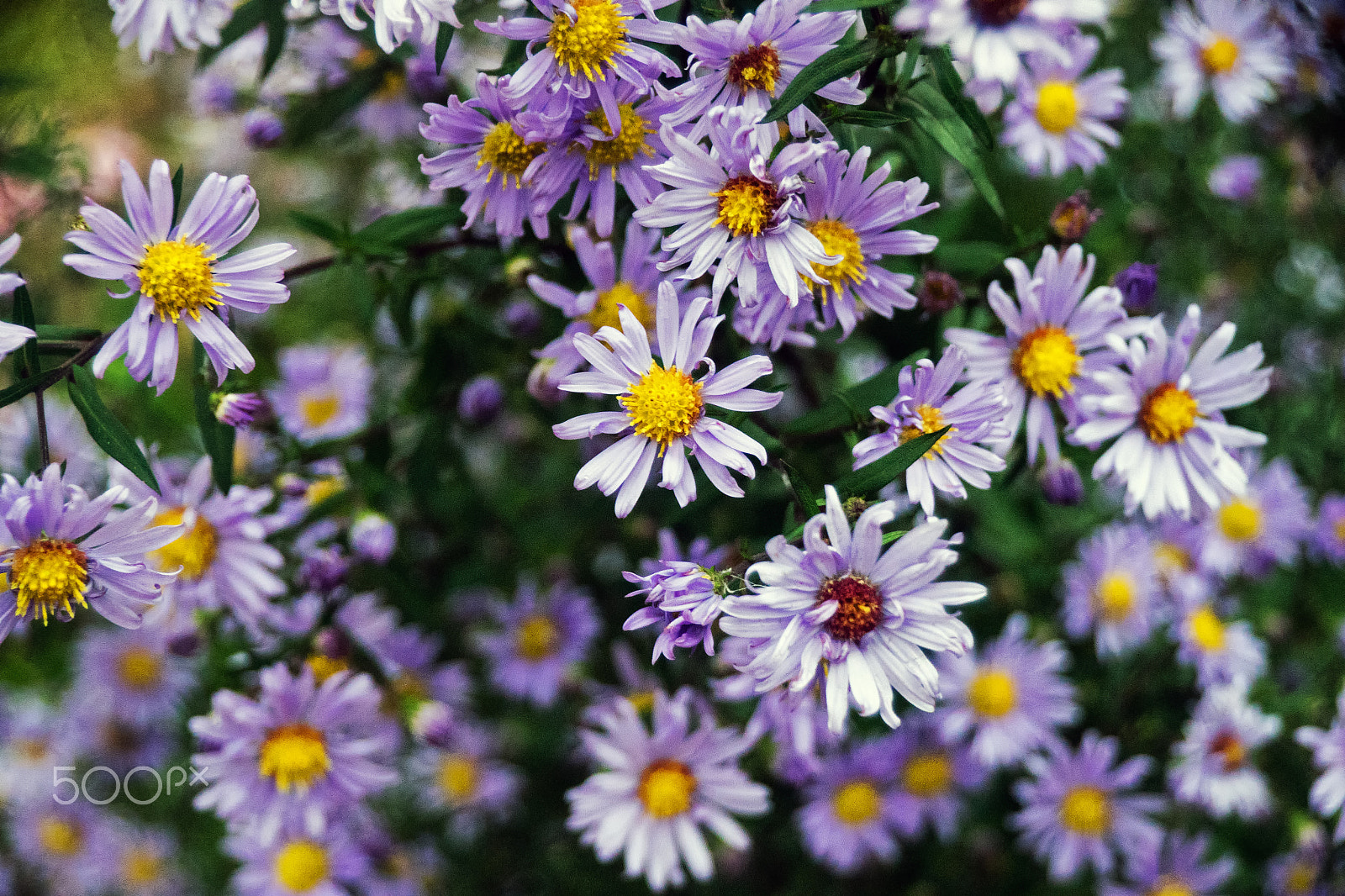 Sony DT 18-250mm F3.5-6.3 sample photo. Autumn colour photography