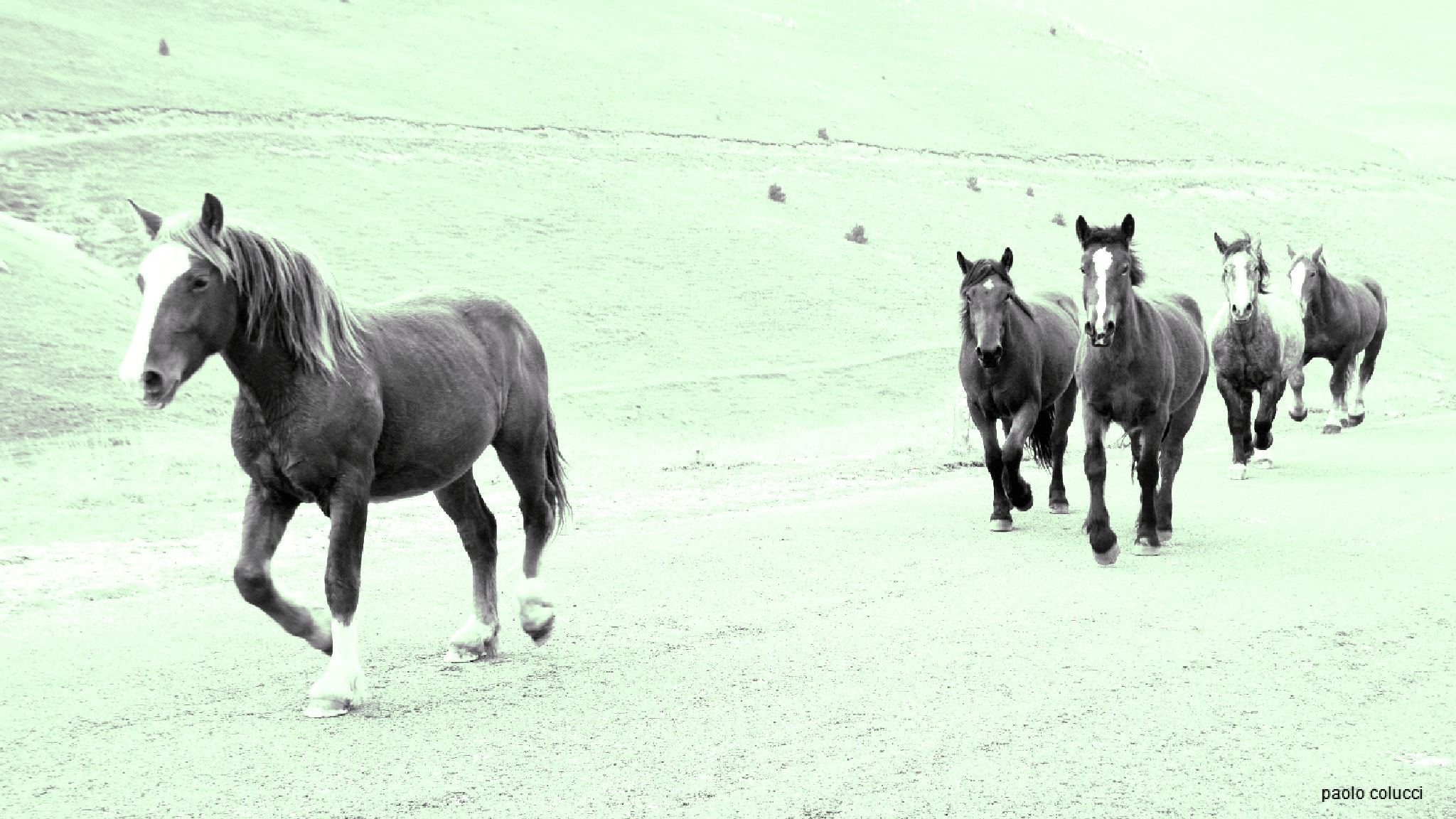 Sigma 18-200mm F3.5-6.3 II DC OS HSM sample photo. Cavalli bradi a campo imperatore (aq) photography