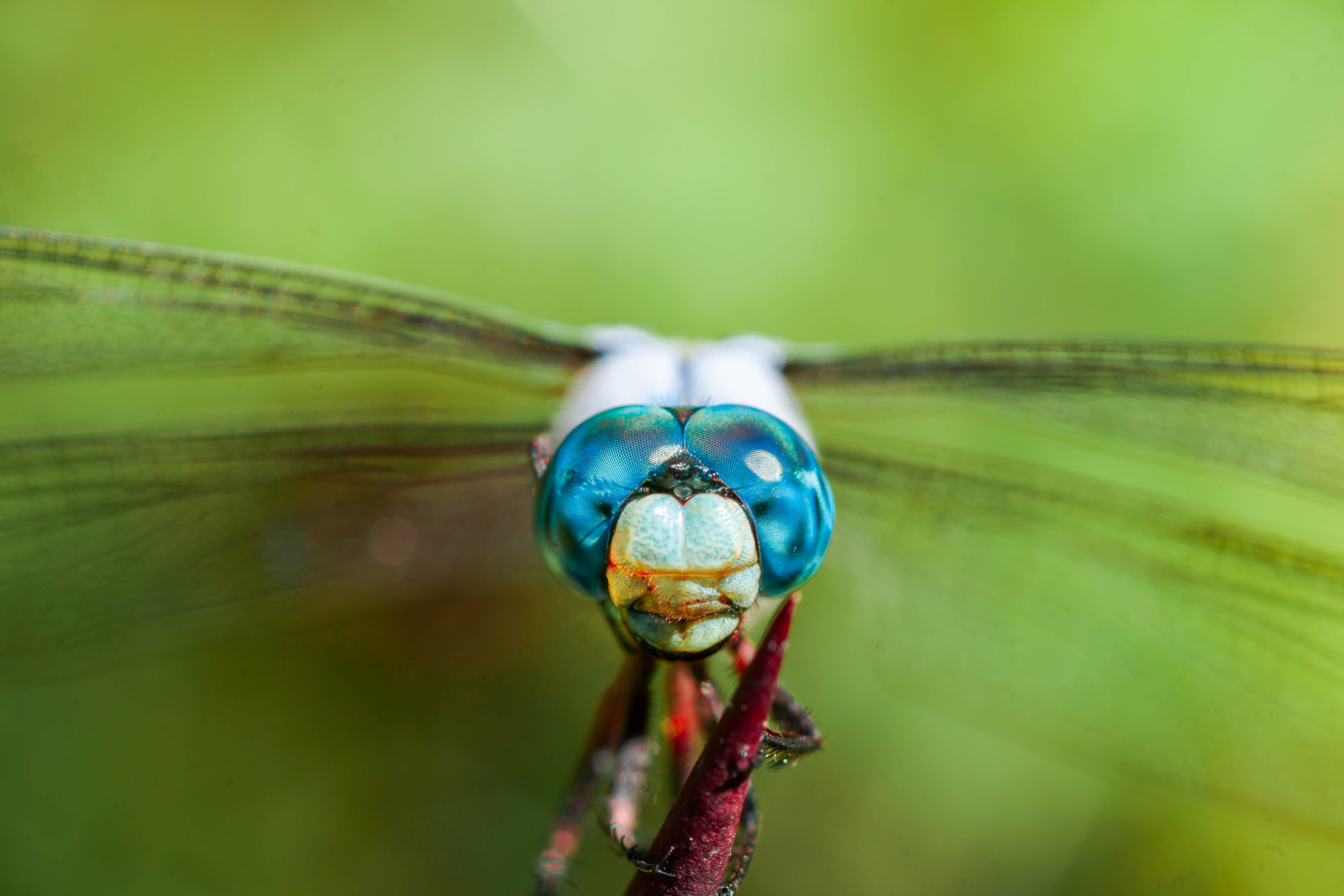 Sony Alpha DSLR-A900 + Tamron SP AF 90mm F2.8 Di Macro sample photo. Blue eyes photography