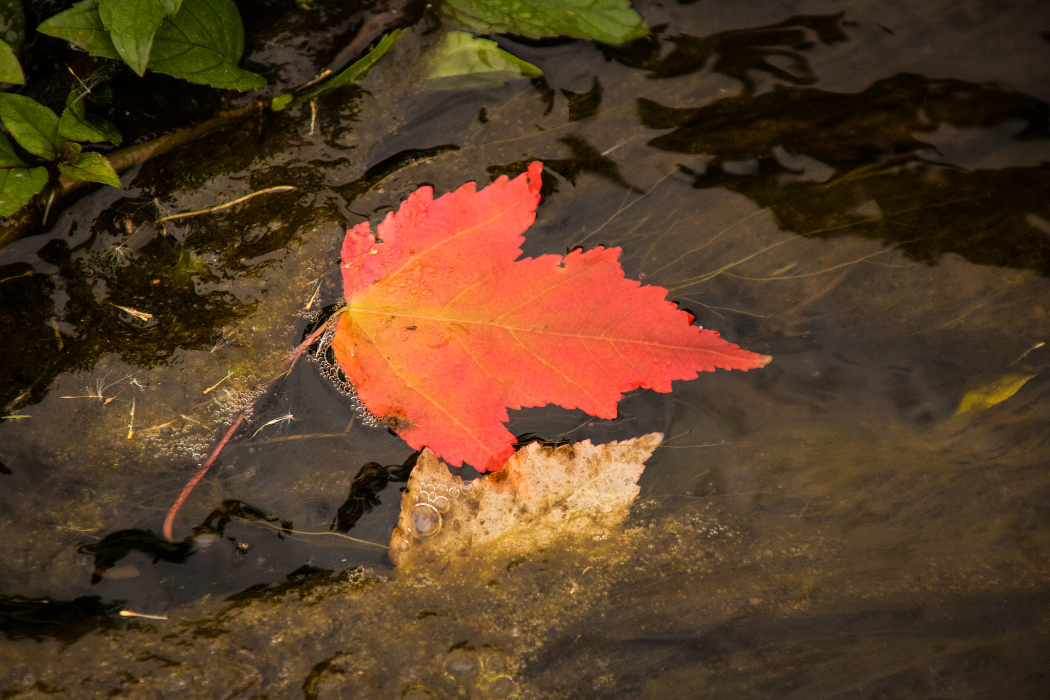 Canon EOS 760D (EOS Rebel T6s / EOS 8000D) + Tamron 16-300mm F3.5-6.3 Di II VC PZD Macro sample photo. Red maple leaf in water photography