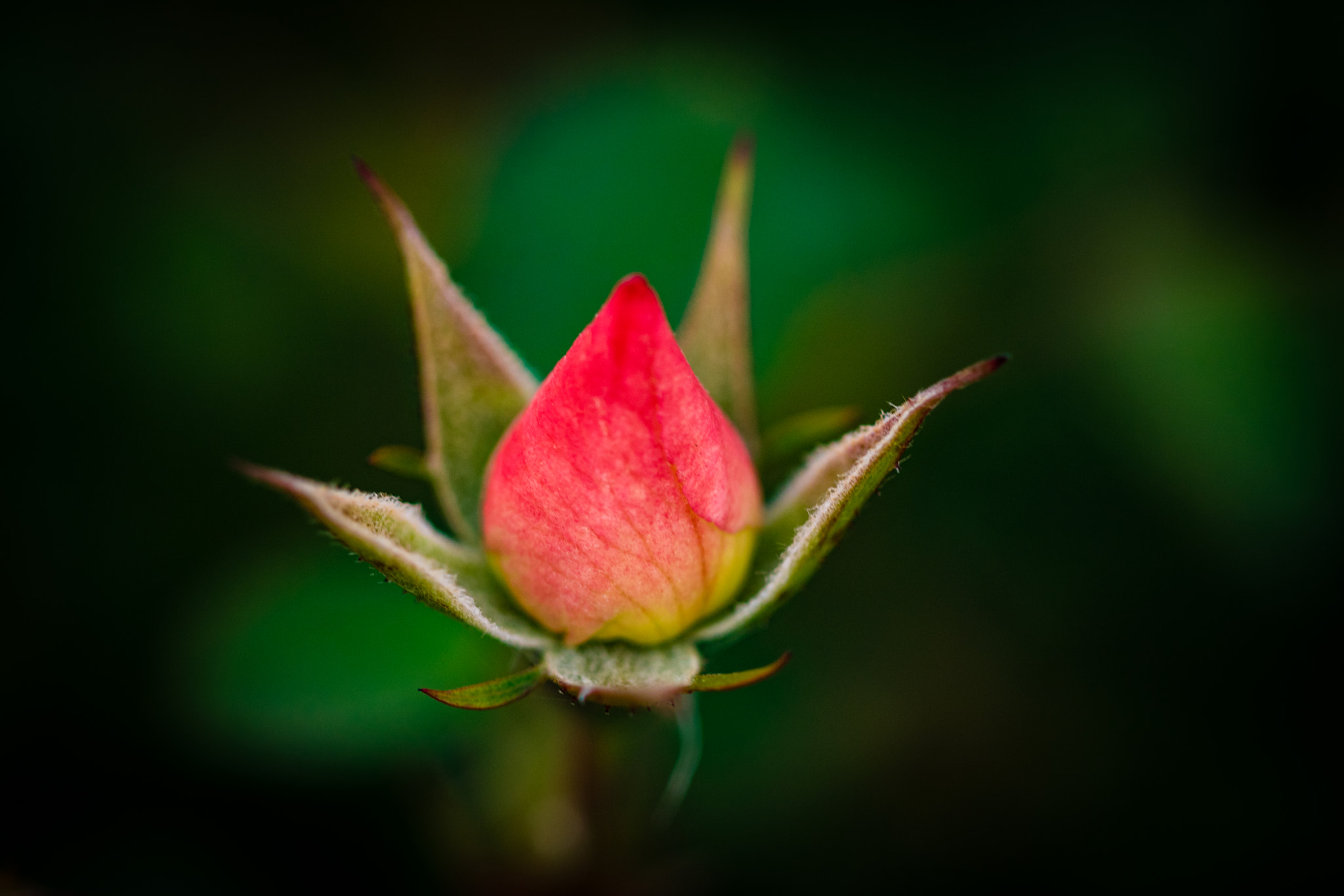 Canon EOS 760D (EOS Rebel T6s / EOS 8000D) sample photo. Single red bud photography