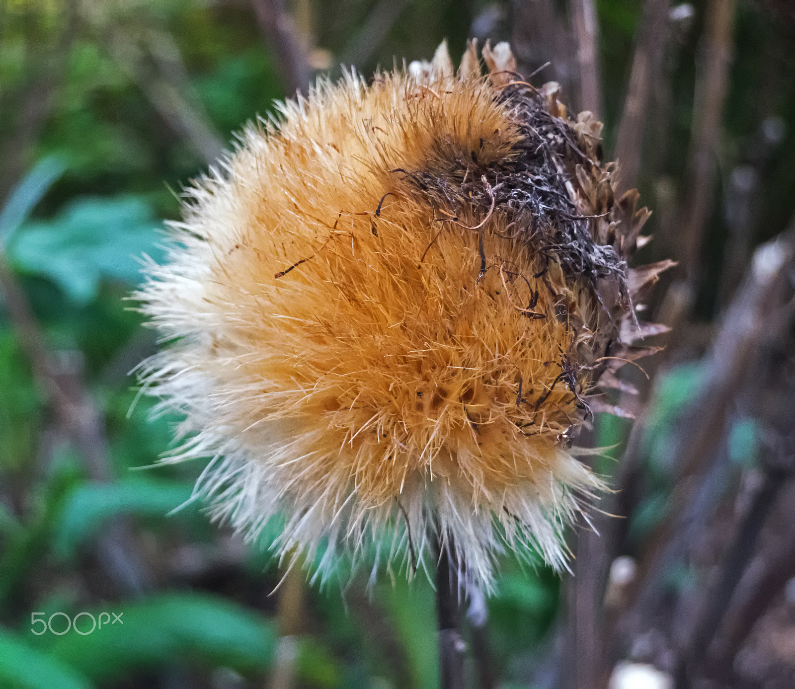 Sony DT 18-250mm F3.5-6.3 sample photo. Autumn decay photography