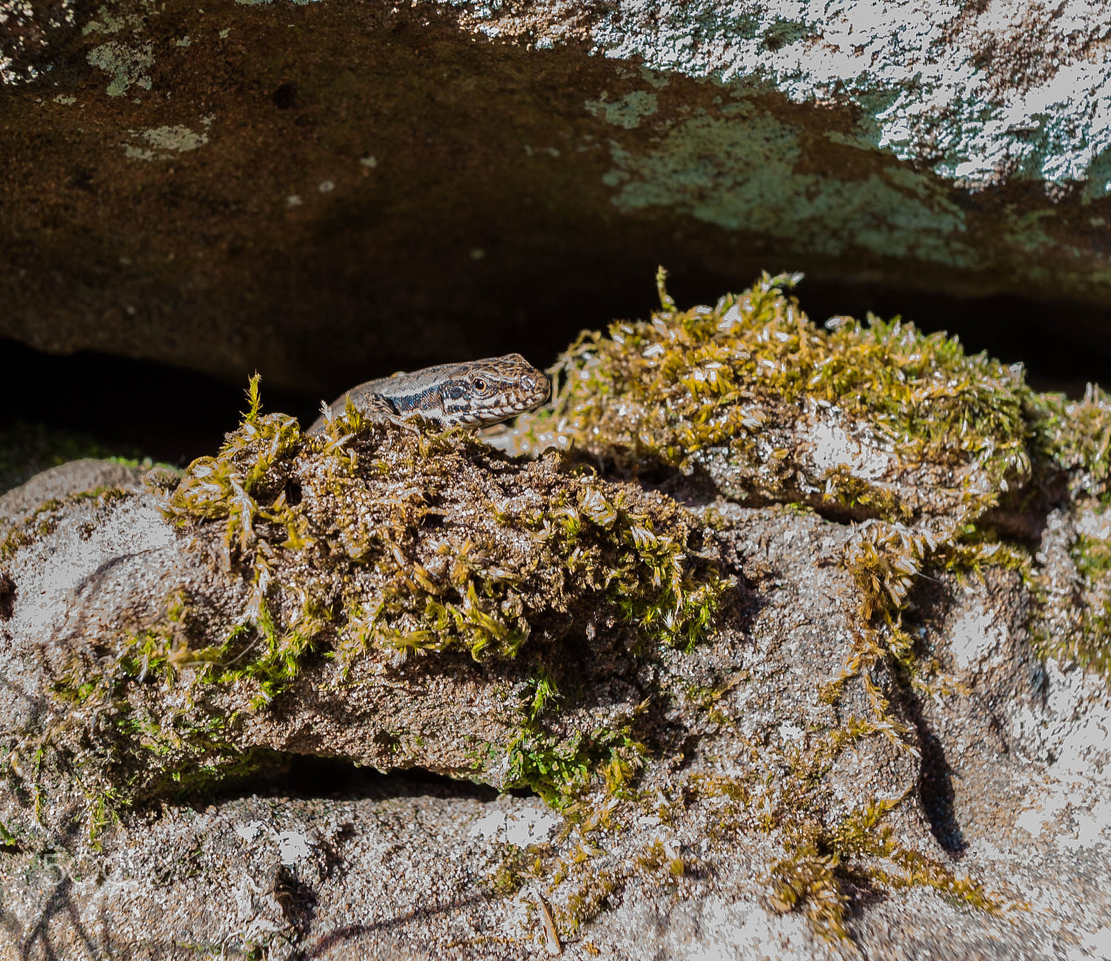 Nikon D700 + Sigma 24mm F2.8 Super Wide II Macro sample photo. Lizard photography
