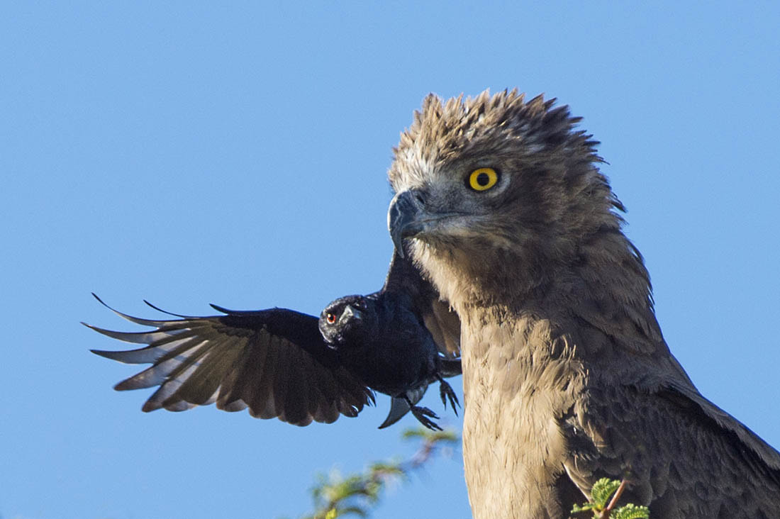 Nikon D4 + Nikon AF-S Nikkor 600mm F4G ED VR sample photo. Suprise photography