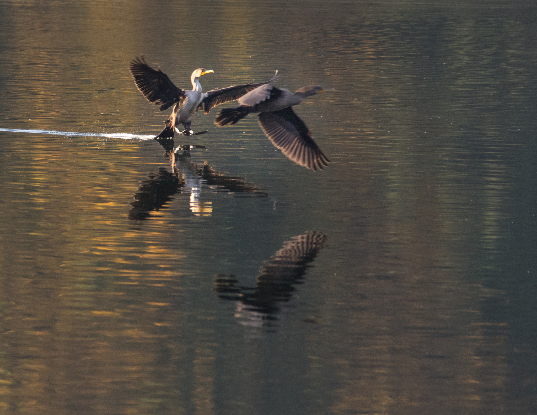 Pentax smc DA* 300mm F4.0 ED (IF) SDM sample photo. Close landing ducks photography