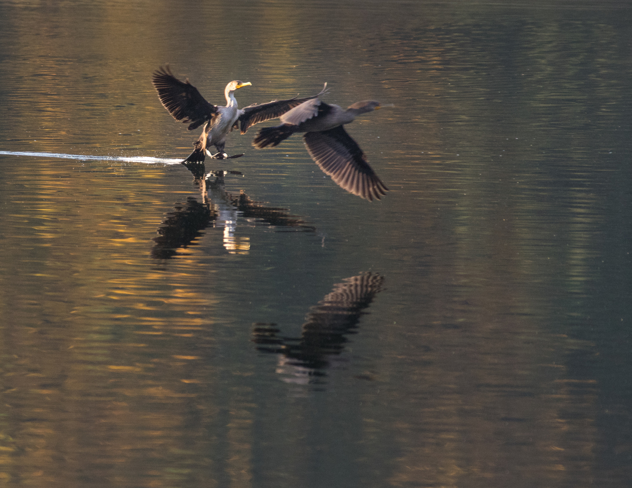 Pentax K-3 sample photo. Close landing ducks photography