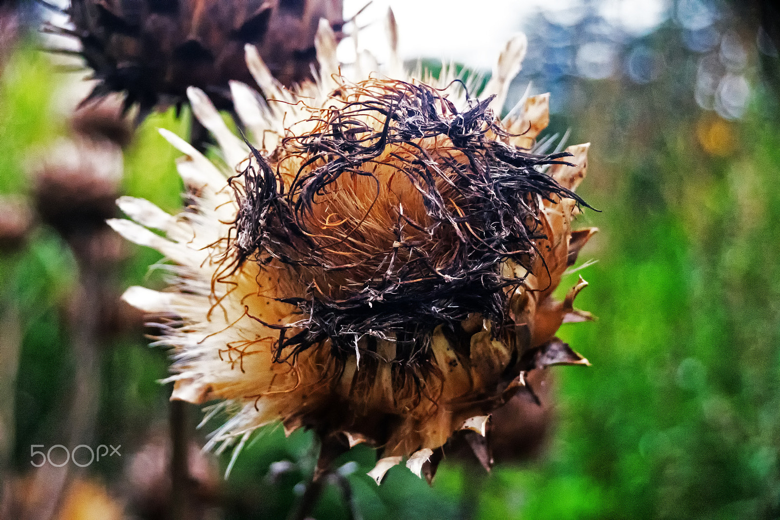 Sony DT 18-250mm F3.5-6.3 sample photo. Autumn decay 2 photography