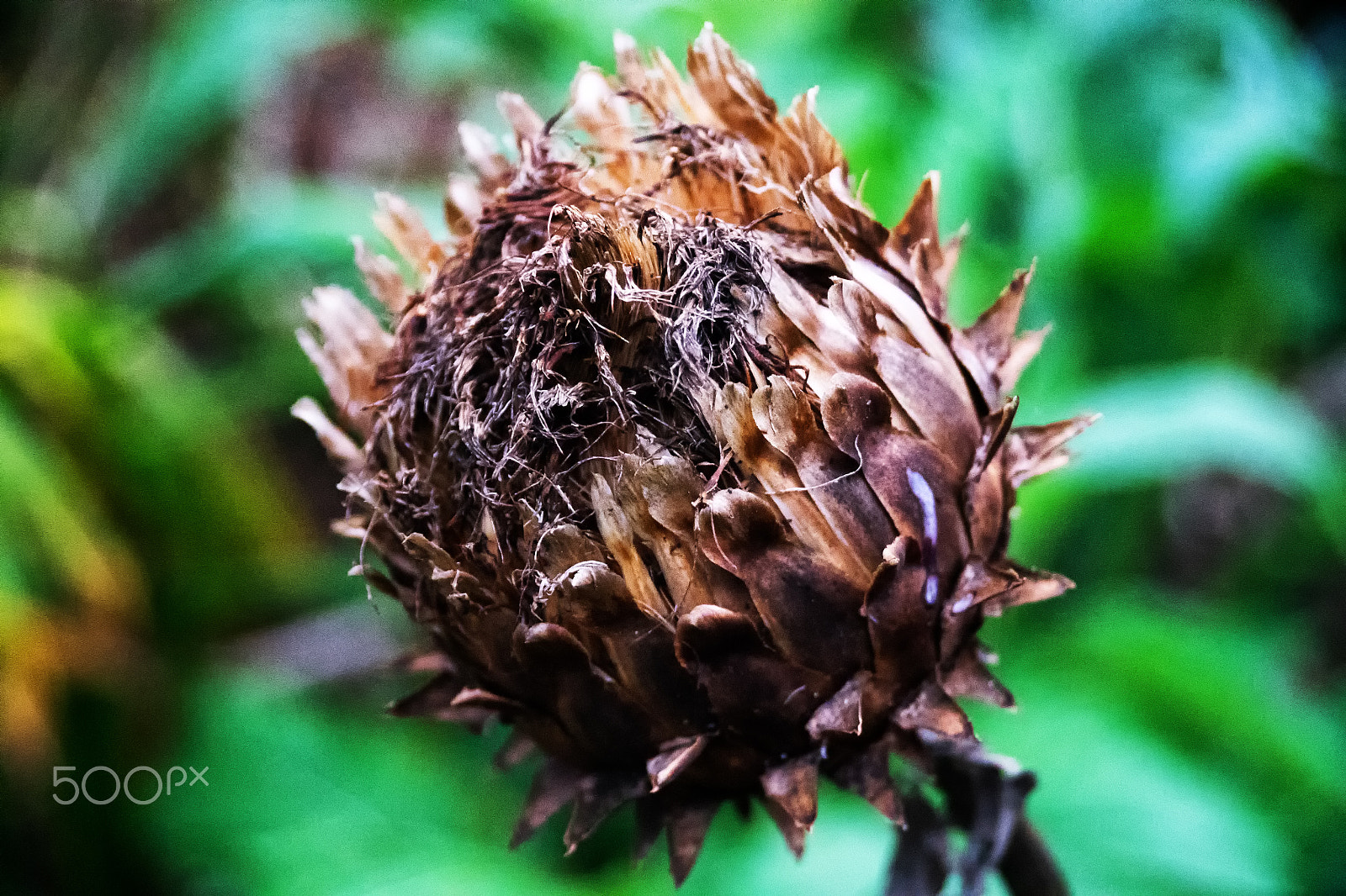 Sony DT 18-250mm F3.5-6.3 sample photo. Autumn decay 3 photography