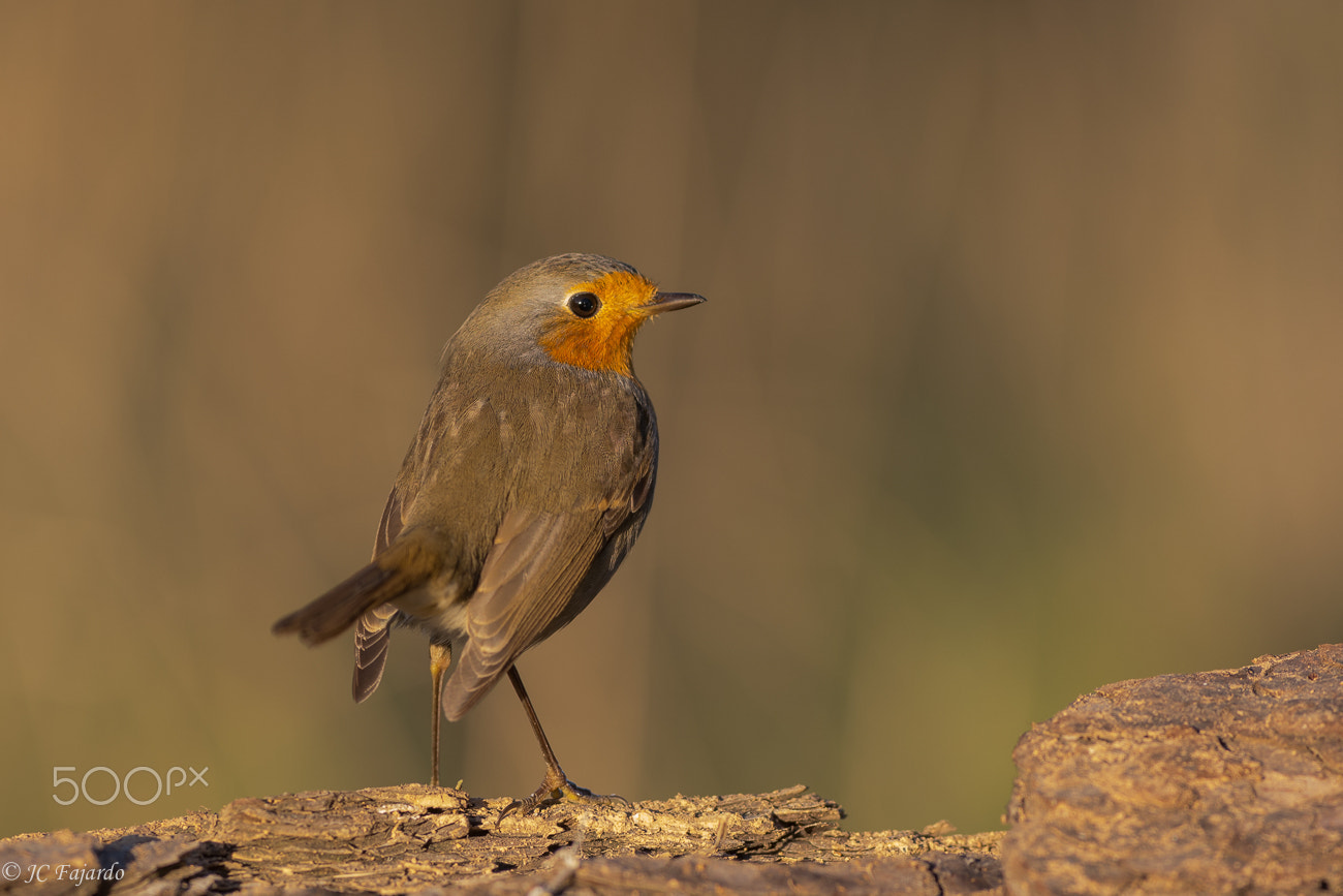 Nikon AF-S Nikkor 300mm F2.8G ED-IF VR sample photo. Red beard photography