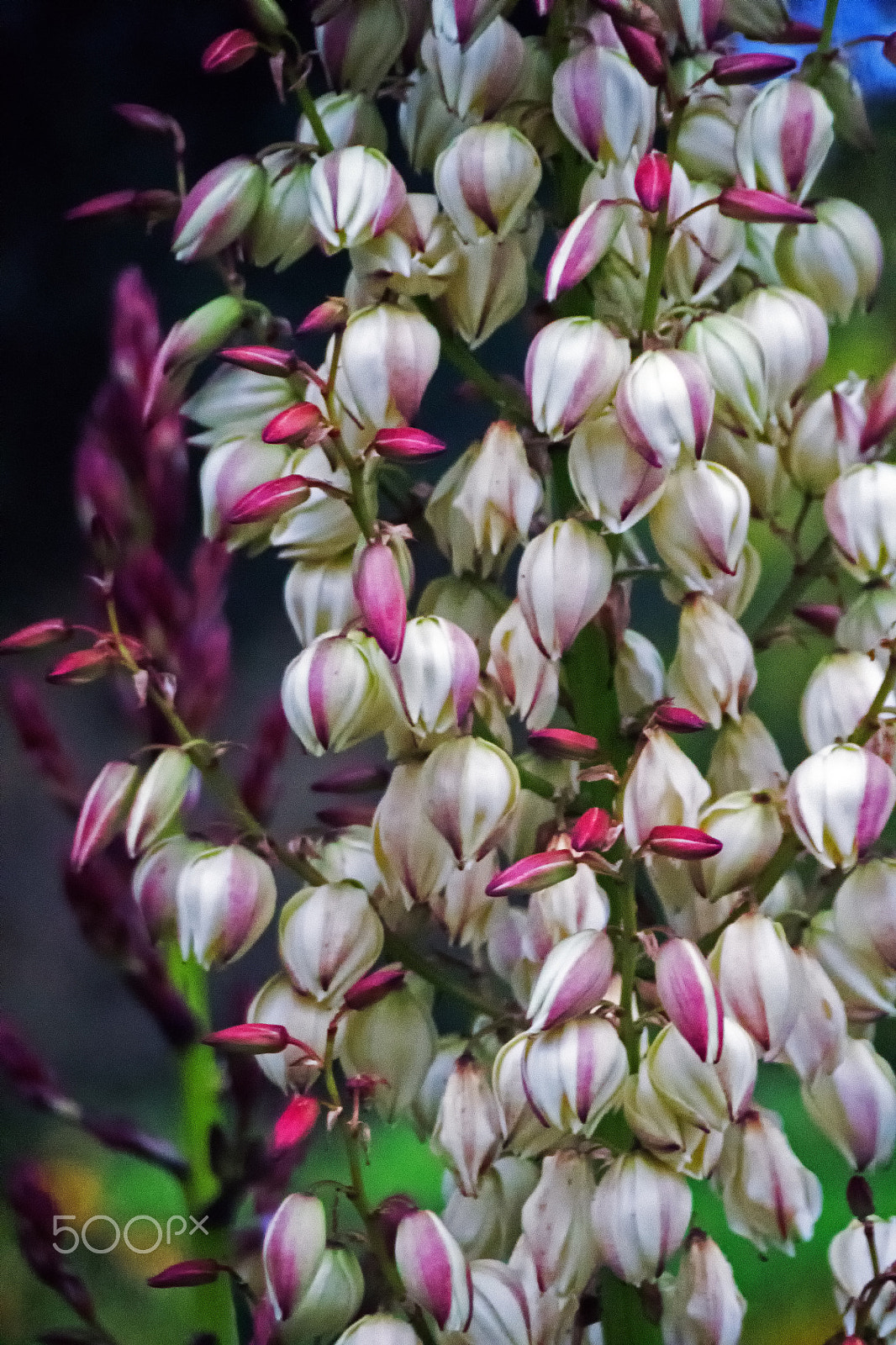 Sony DT 18-250mm F3.5-6.3 sample photo. Late flowering photography