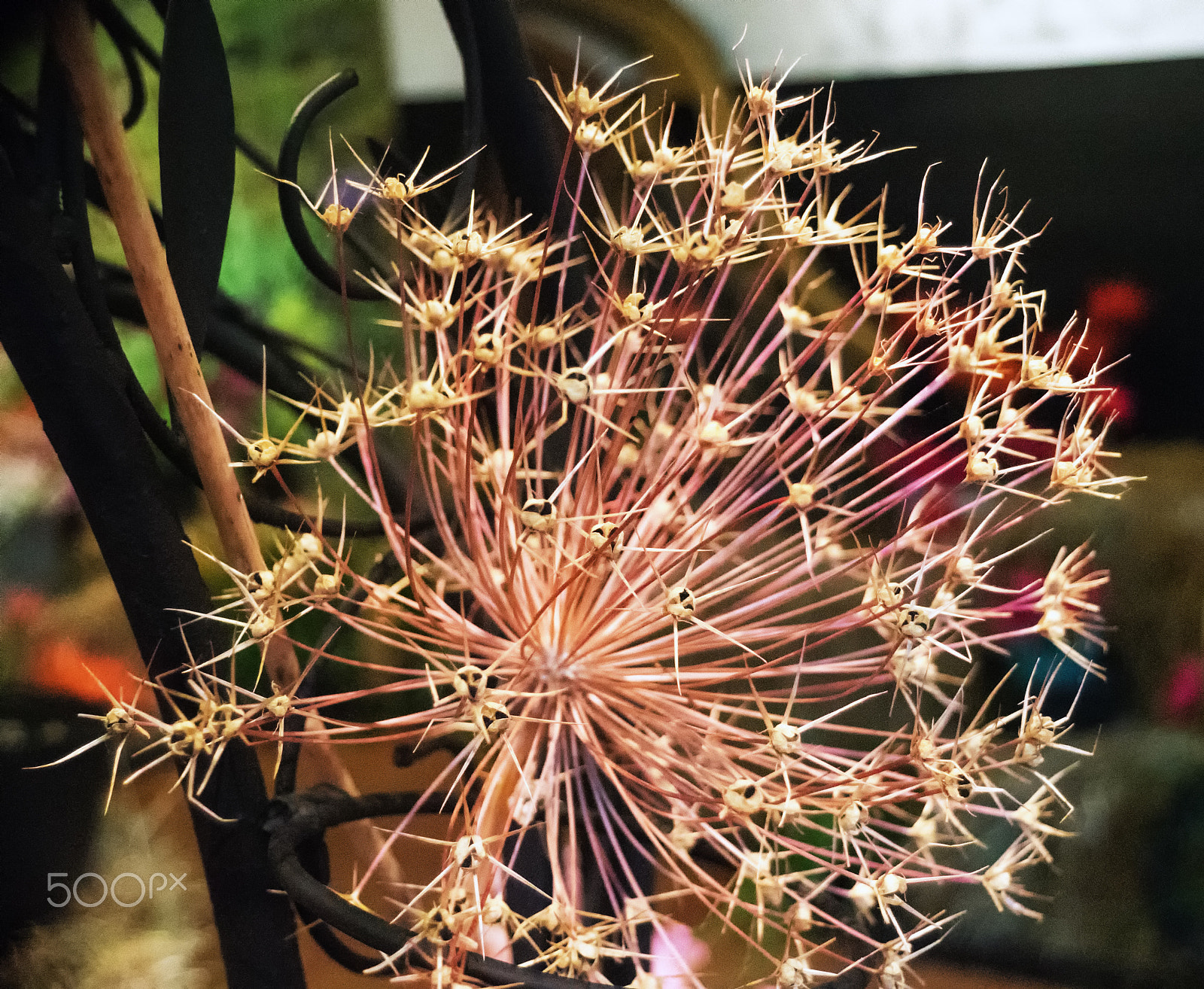 Sony DT 18-250mm F3.5-6.3 sample photo. Setting seed photography
