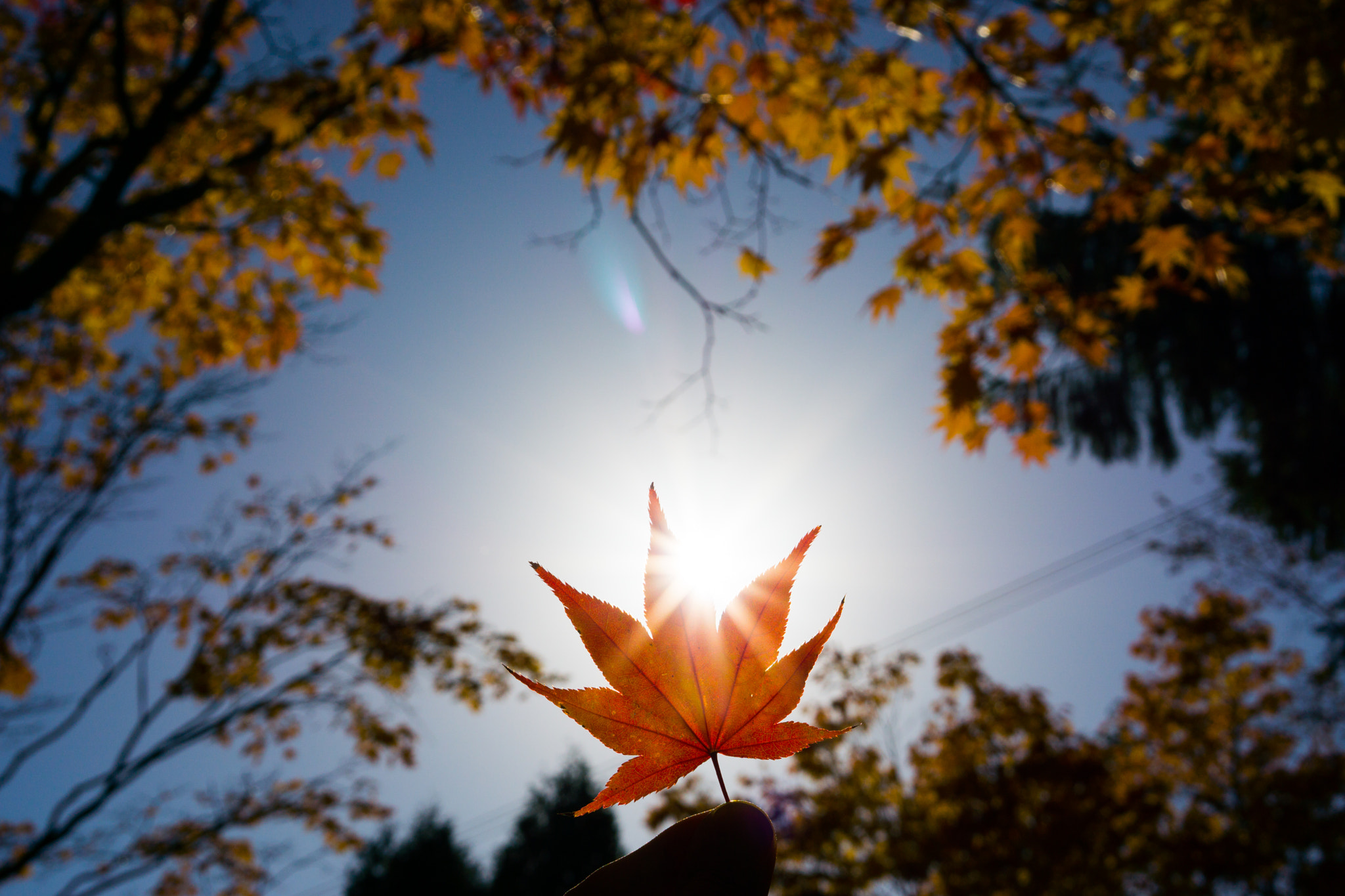 Sony a6000 + Sony Sonnar T* FE 35mm F2.8 ZA sample photo. Fallen leaf hokkaido,japan photography