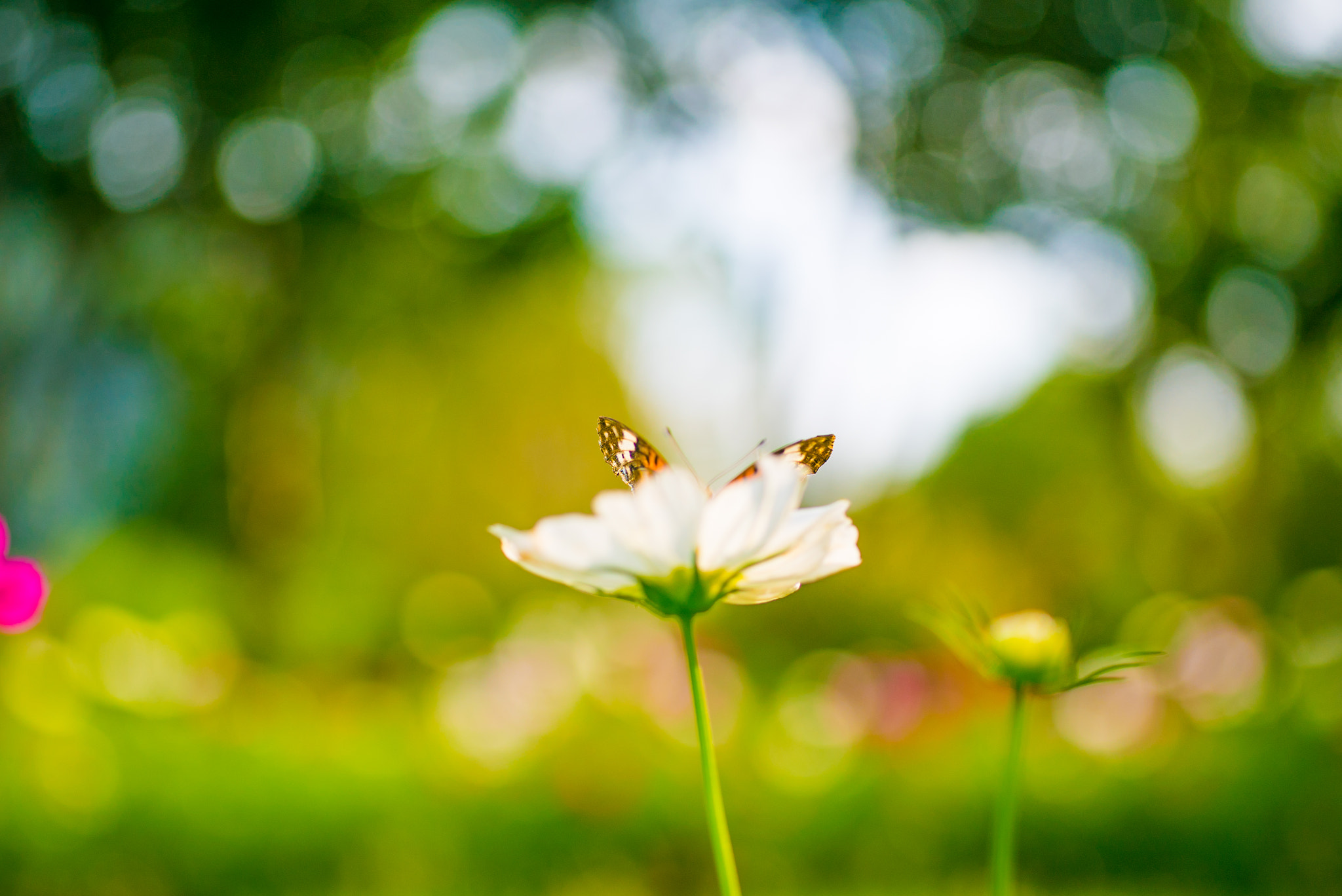 Sony a7S + Sigma 70mm F2.8 EX DG Macro sample photo. Cosmos and butterfly photography
