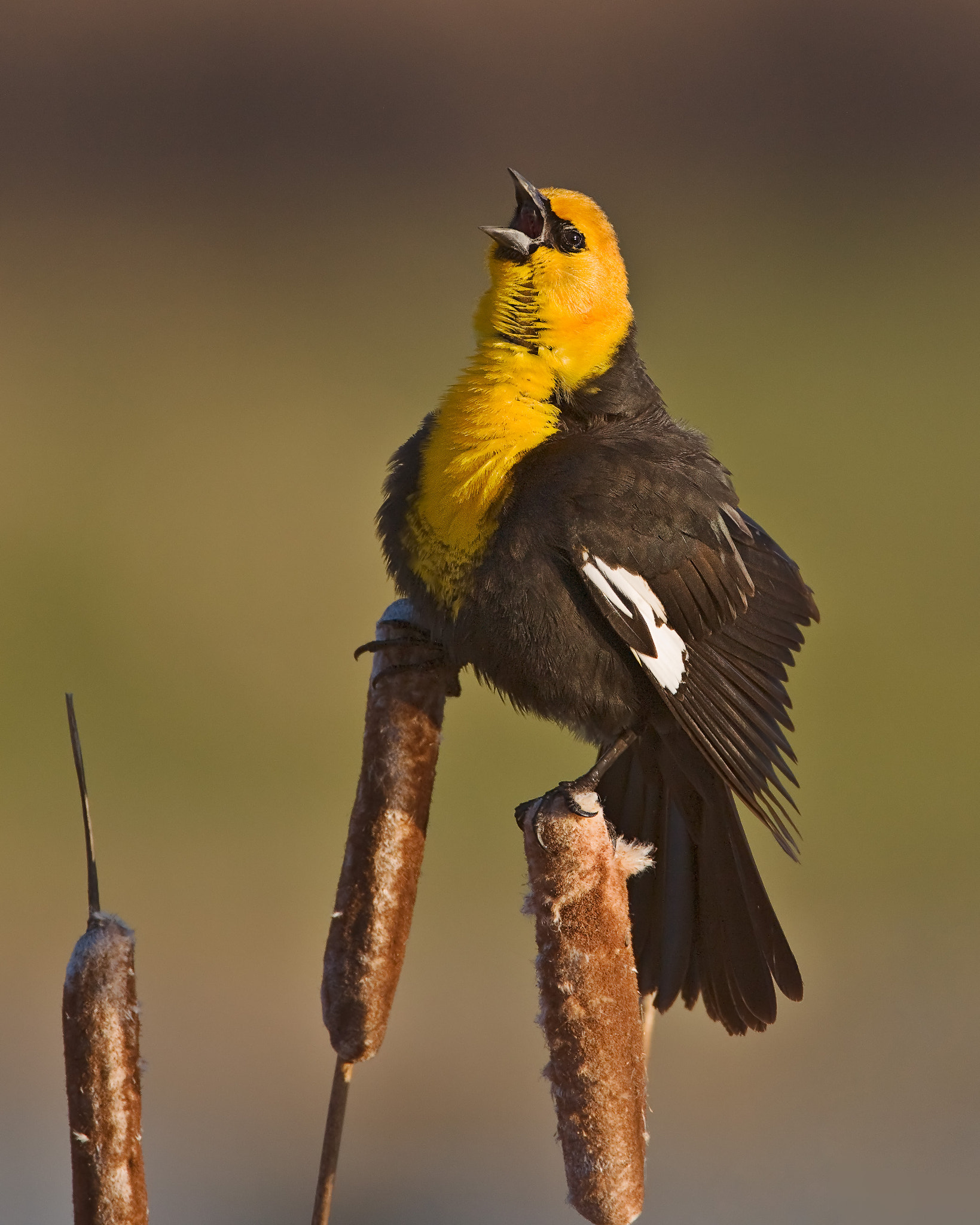 Canon EF 500mm F4L IS USM sample photo. Mating call photography