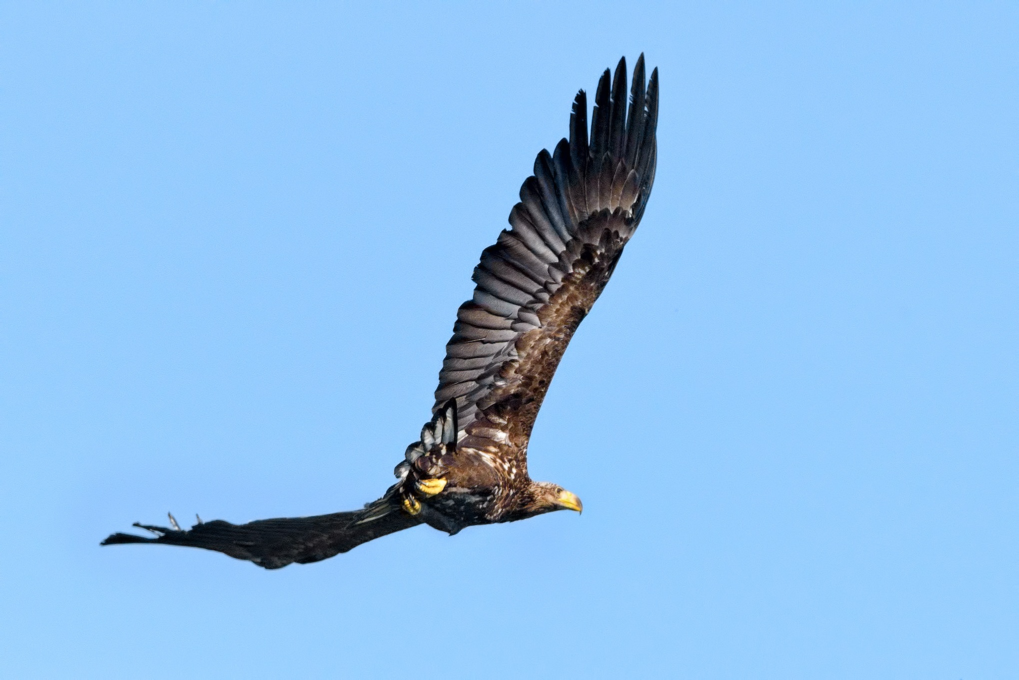 Nikon D800E + Nikon AF-S Nikkor 500mm F4G ED VR sample photo. Juvenile white-tailed eagle photography