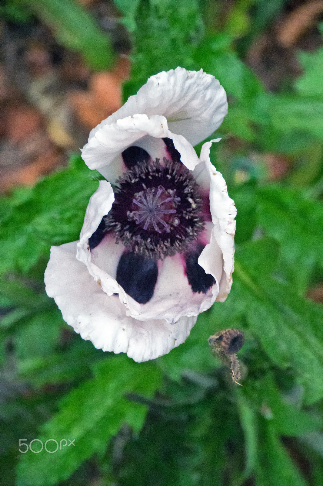 Sony DT 18-250mm F3.5-6.3 sample photo. White poppy photography