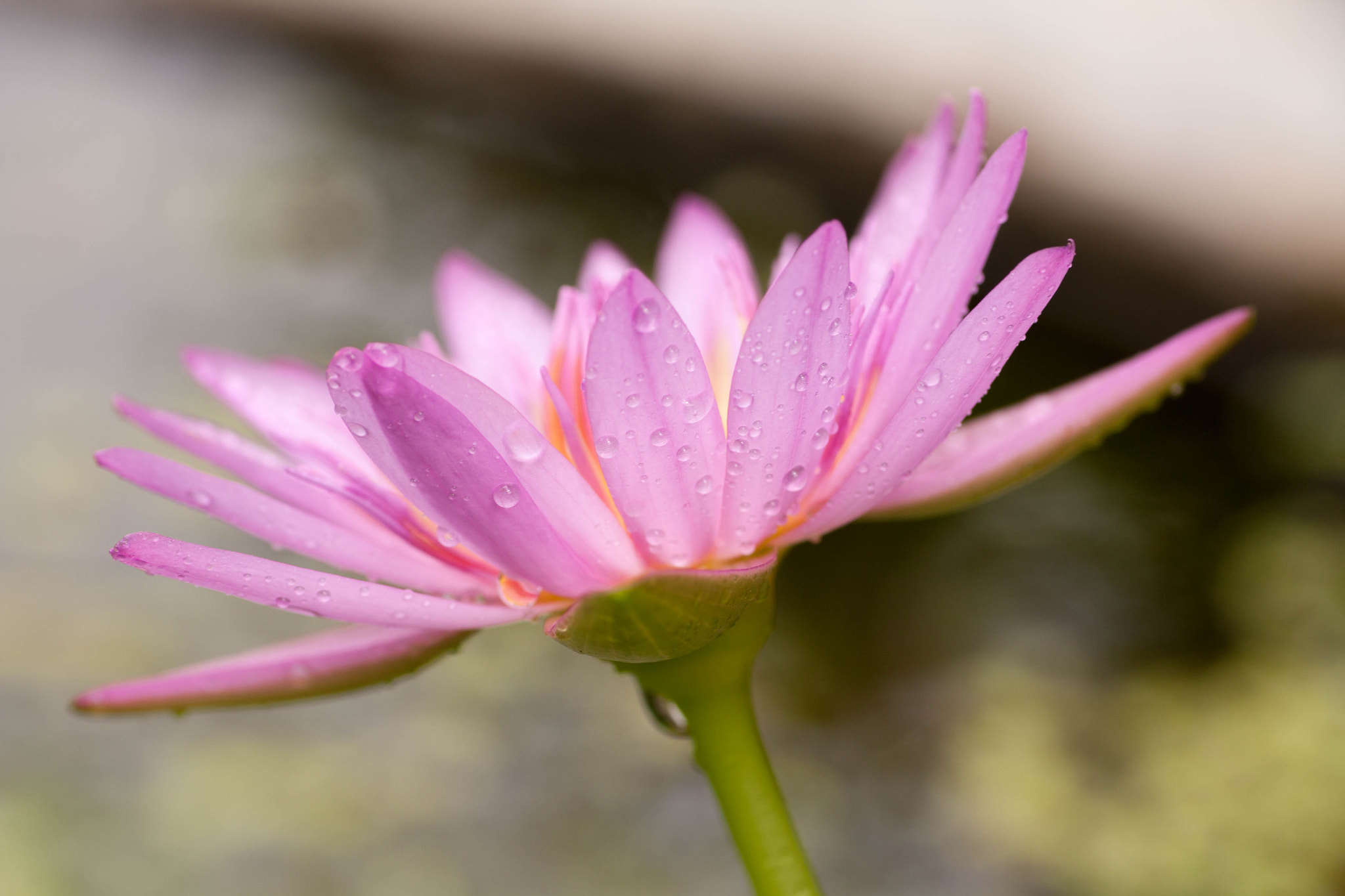 Canon EOS 450D (EOS Rebel XSi / EOS Kiss X2) + Tamron SP AF 90mm F2.8 Di Macro sample photo. Lotus pink with drops of water photography