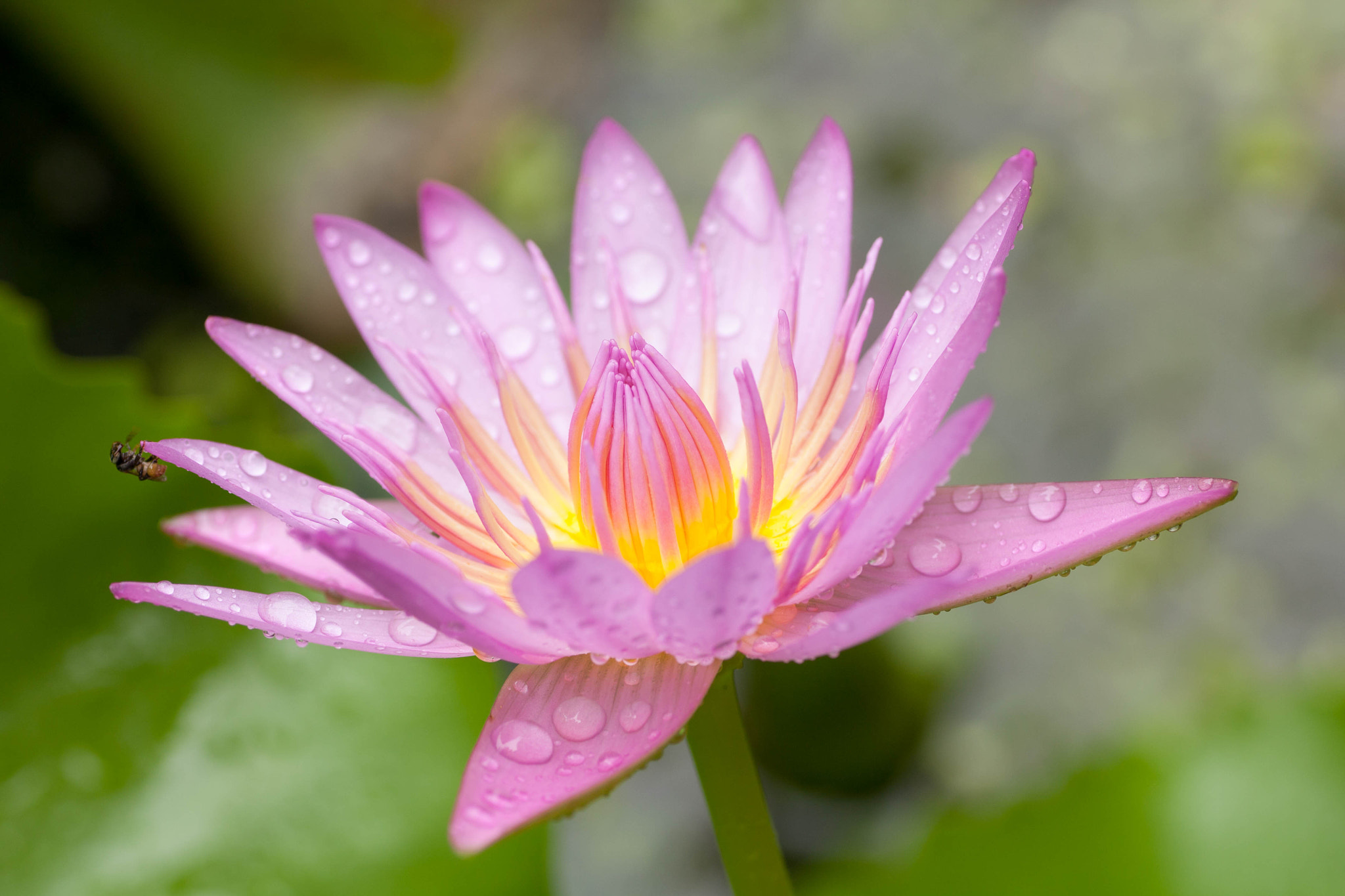 Canon EOS 450D (EOS Rebel XSi / EOS Kiss X2) + Tamron SP AF 90mm F2.8 Di Macro sample photo. Lotus pink with drops of water photography