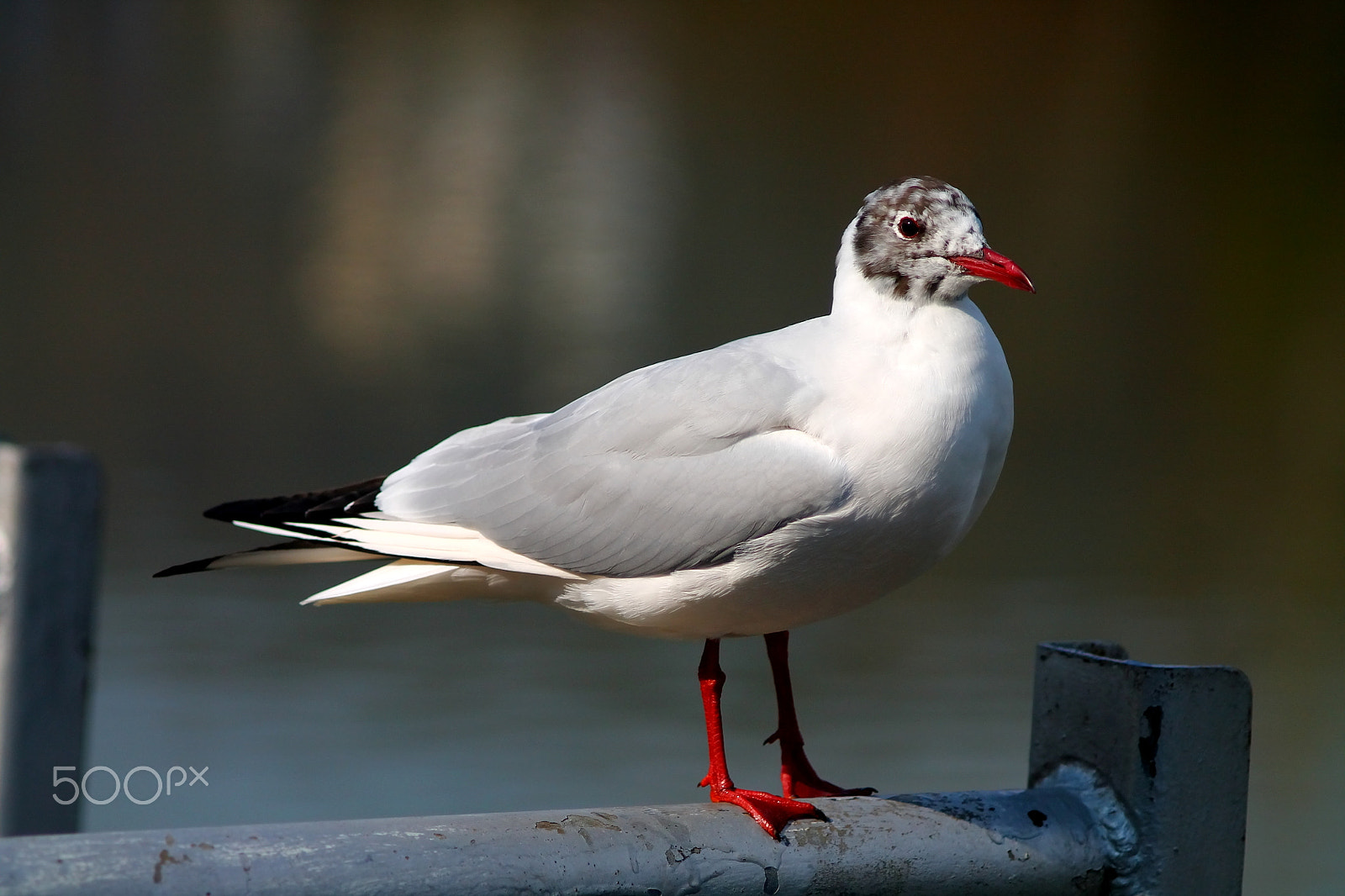 Canon EF 35-80mm f/4-5.6 sample photo. River seagull with carmine red beak and legs photography