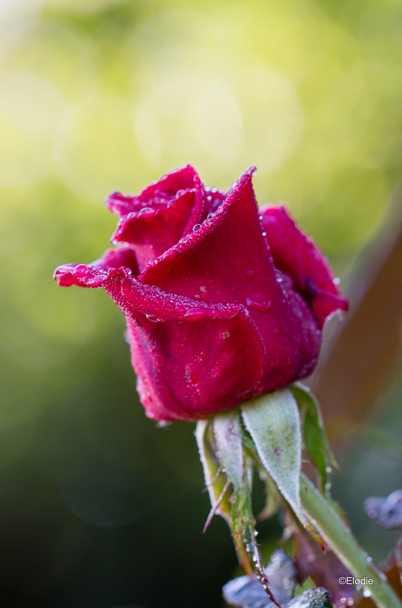 Canon EF 100mm F2.8L Macro IS USM sample photo. Rosée du matin photography