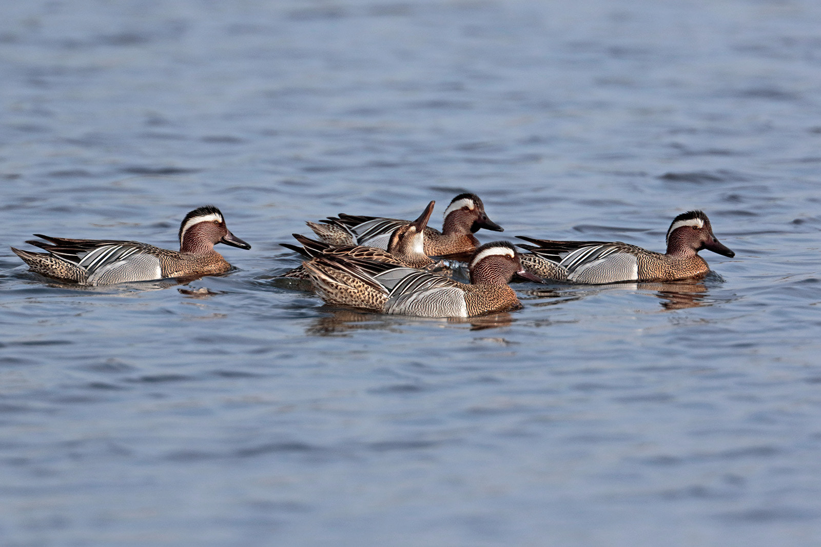 Canon EOS 7D Mark II + Canon EF 300mm F2.8L IS II USM sample photo. Garganeys' courtship photography