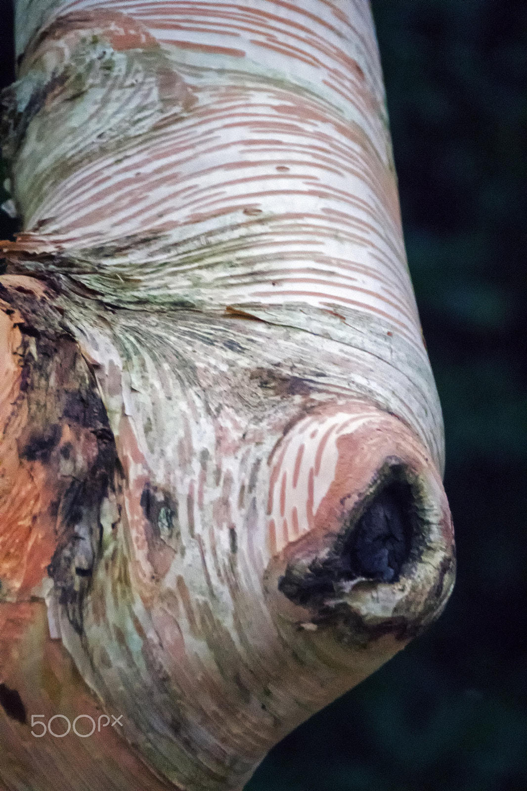 Sony DT 18-250mm F3.5-6.3 sample photo. Silver birch bark photography