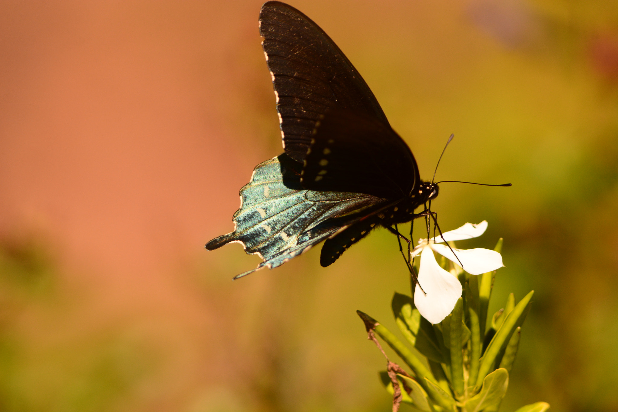 Nikon D7100 + Tamron SP AF 200-500mm F5-6.3 Di LD (IF) sample photo. Butterfly photography