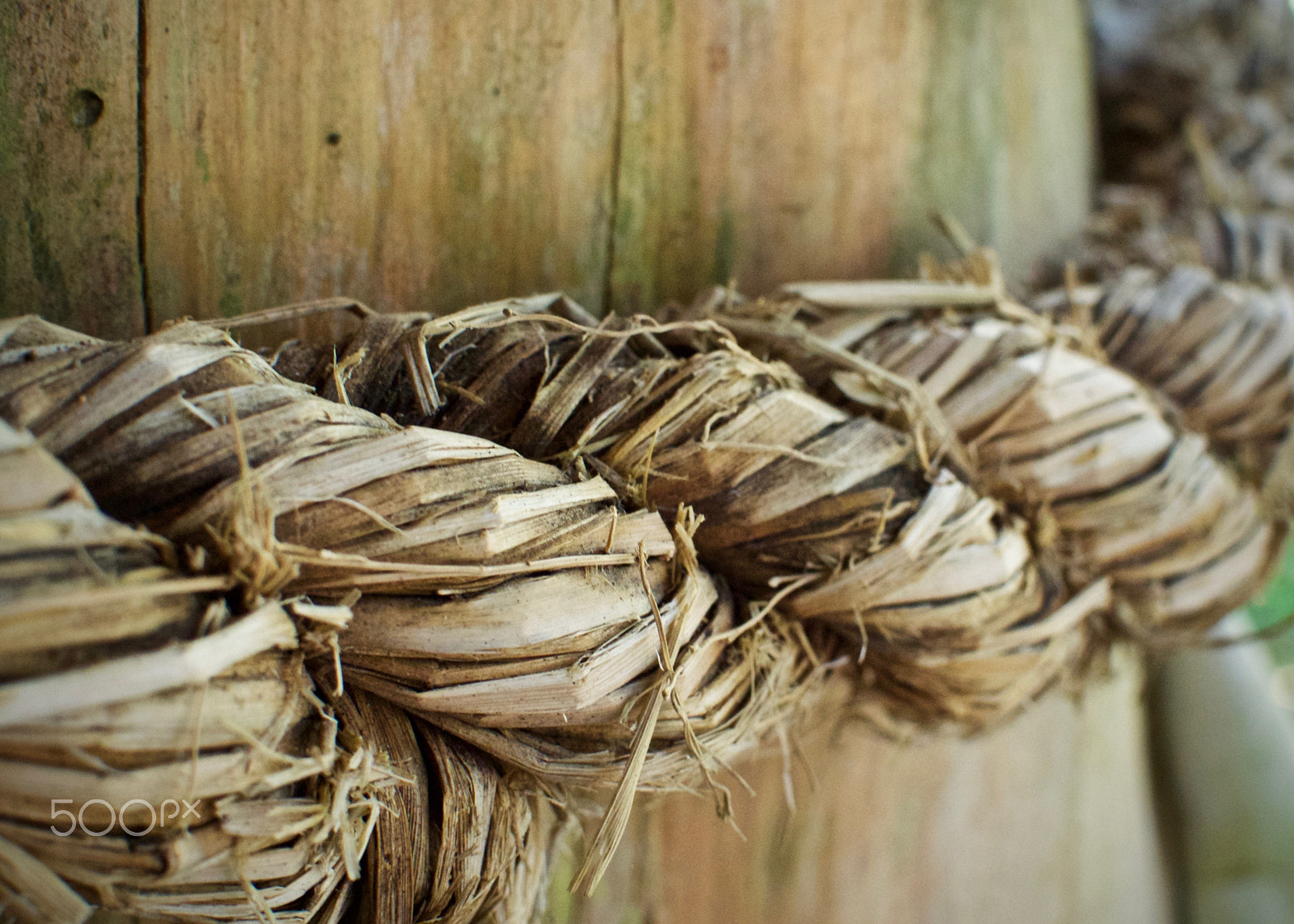 Nikon 1 J2 + Nikon 1 Nikkor 18.5mm F1.8 sample photo. Sacred tree rope photography