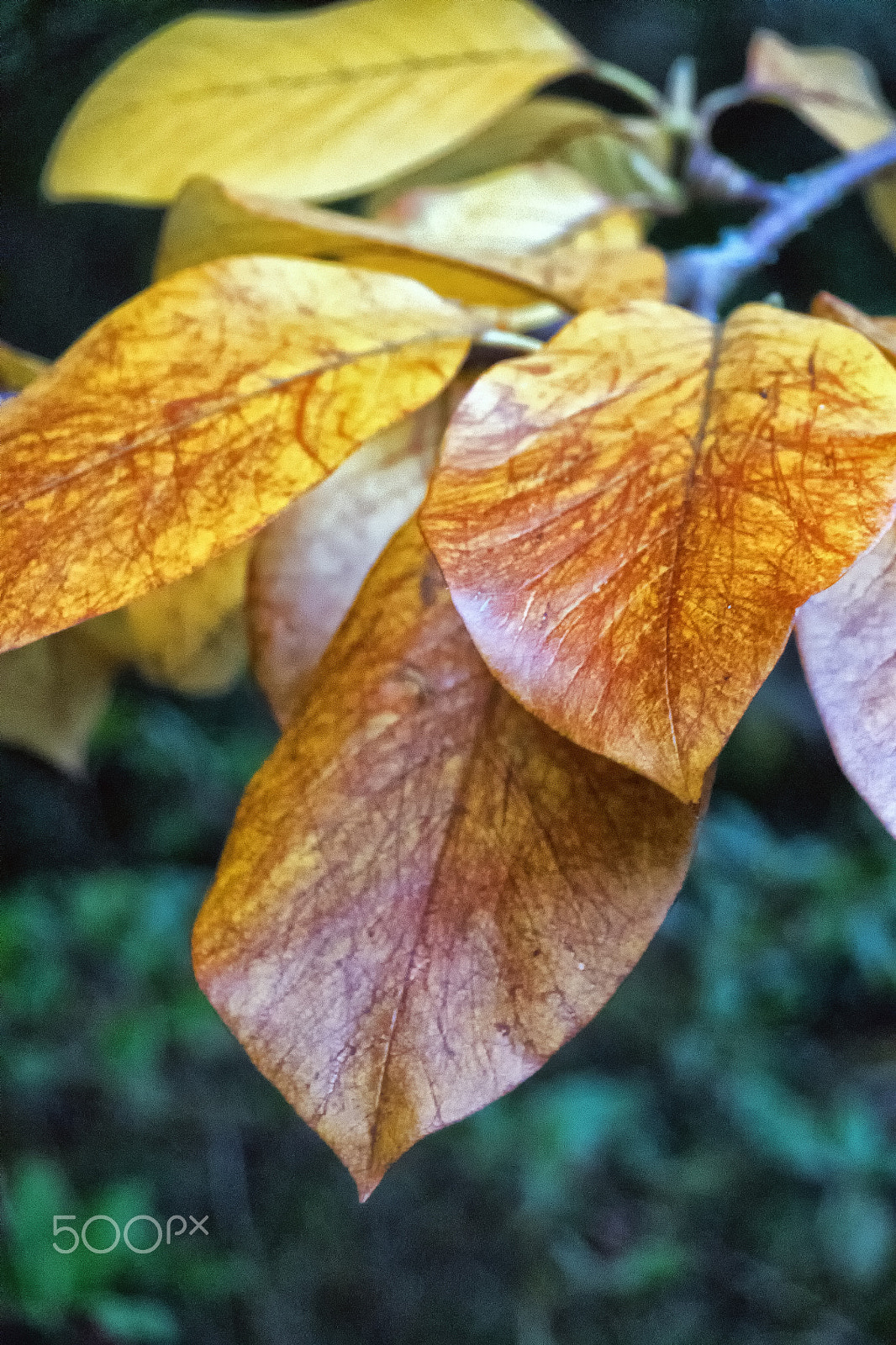 Sony DT 18-250mm F3.5-6.3 sample photo. Autumn colours 2 photography