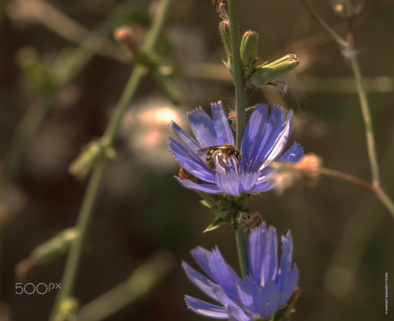 Sigma 105mm F2.8 EX DG OS HSM sample photo. Flowers photography