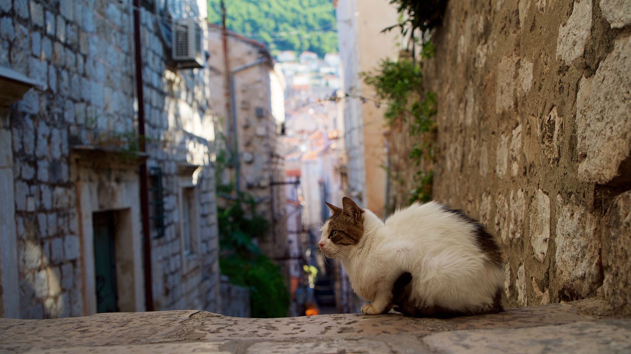 Sony a7S + Sony Vario Tessar T* FE 24-70mm F4 ZA OSS sample photo. A cat in dubrovnik photography