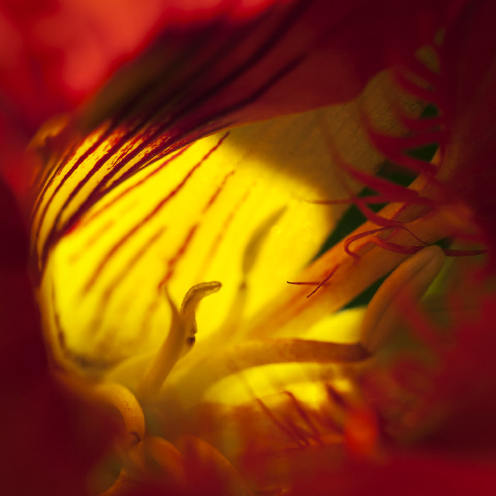 Canon EF 100mm F2.8 Macro USM sample photo. *** photography