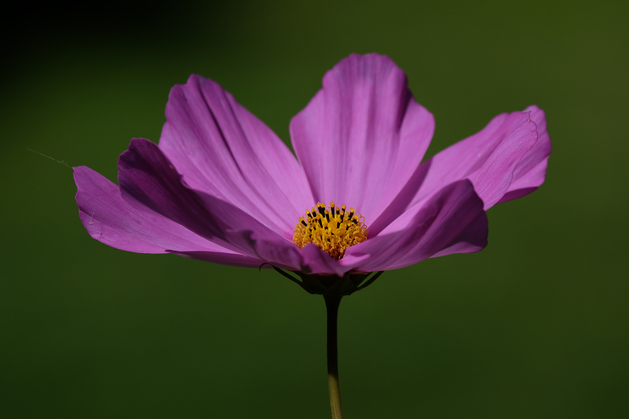 Fujifilm X-T1 + Fujifilm XC 50-230mm F4.5-6.7 OIS sample photo. Cosmos photography