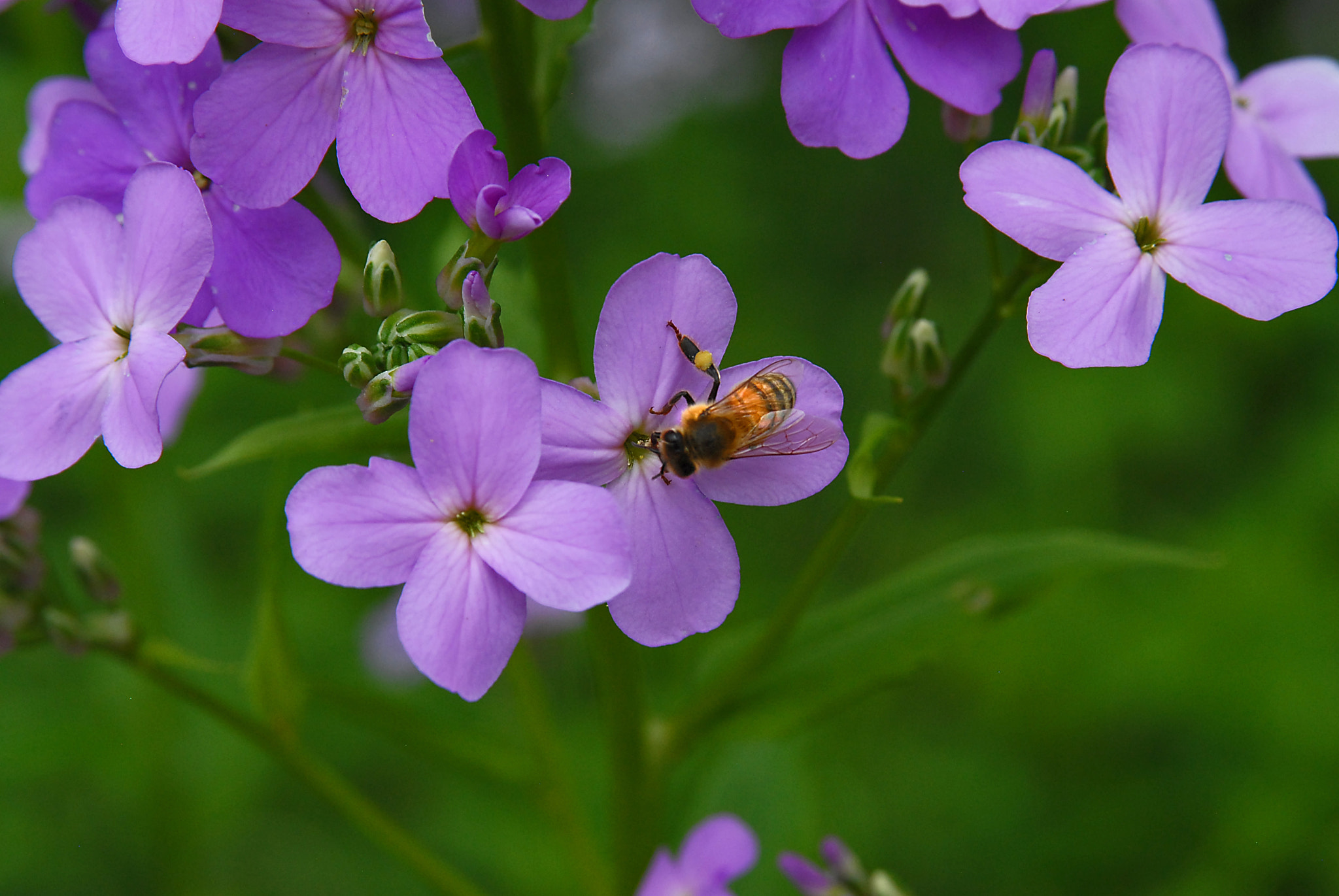 AF Zoom-Nikkor 28-105mm f/3.5-4.5D IF sample photo. Beephlox photography