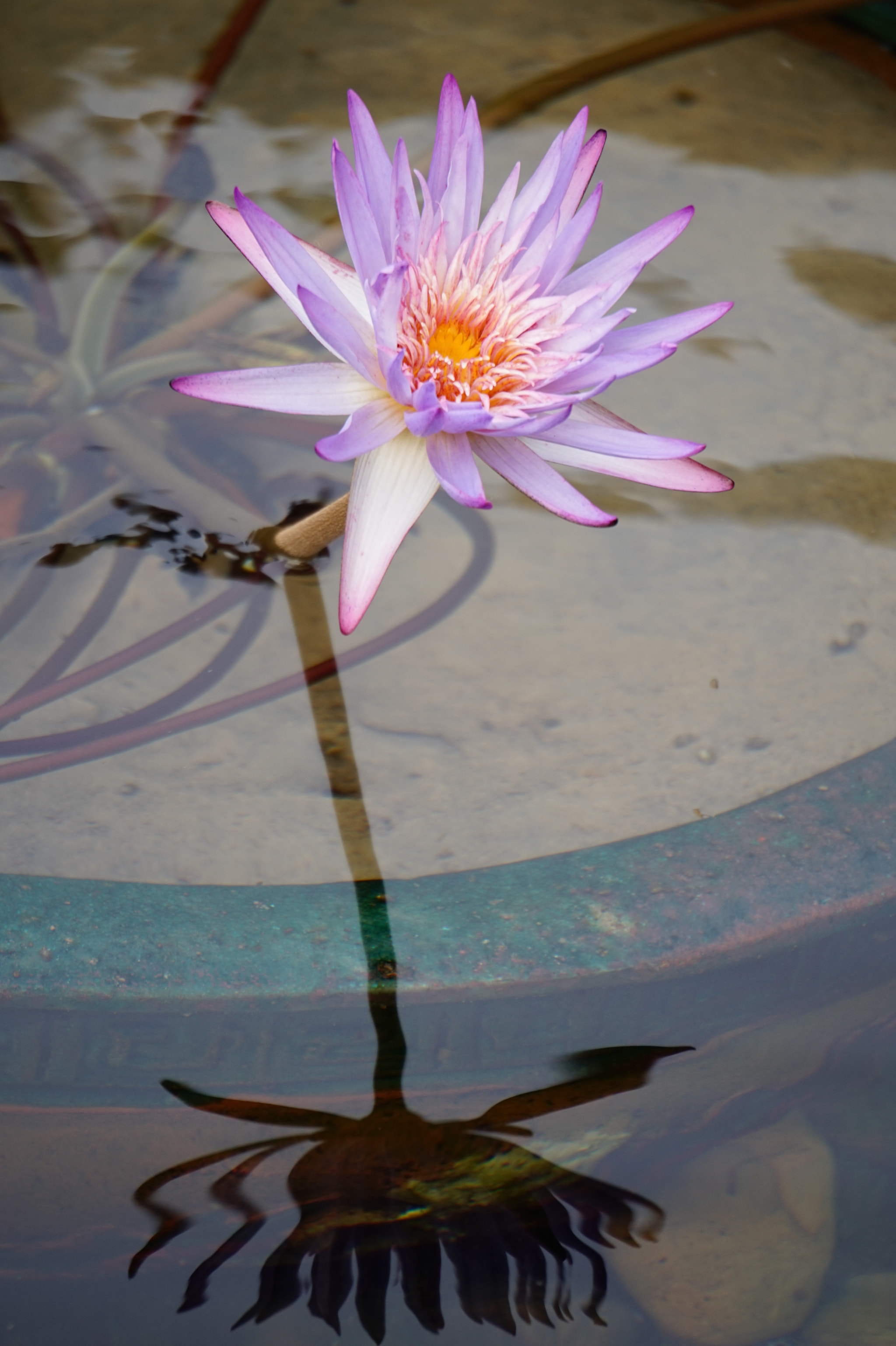 Sony E 55-210mm F4.5-6.3 OSS sample photo. Rise up lotus photography