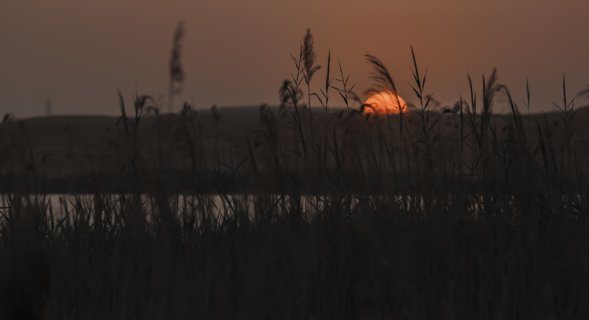Canon EF 200mm F2.8L II USM sample photo. Mg photography
