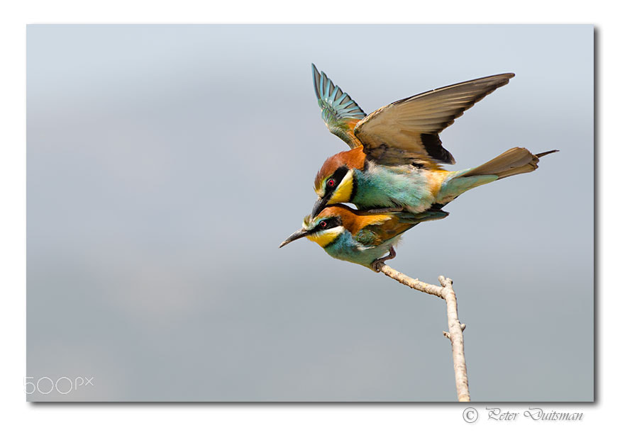 Nikon D7000 + Nikon AF-S Nikkor 300mm F2.8G ED-IF VR sample photo. Love is in the air photography