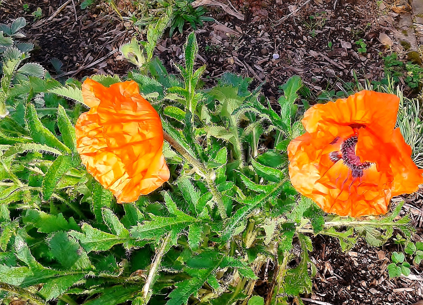 Samsung Galaxy Core Plus sample photo. Poppy october 2014! photography