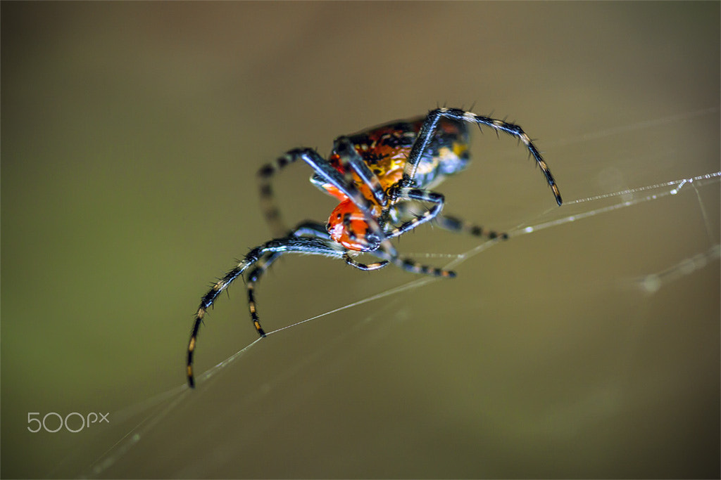 Canon EF 100mm F2.8 Macro USM sample photo. Na teia photography
