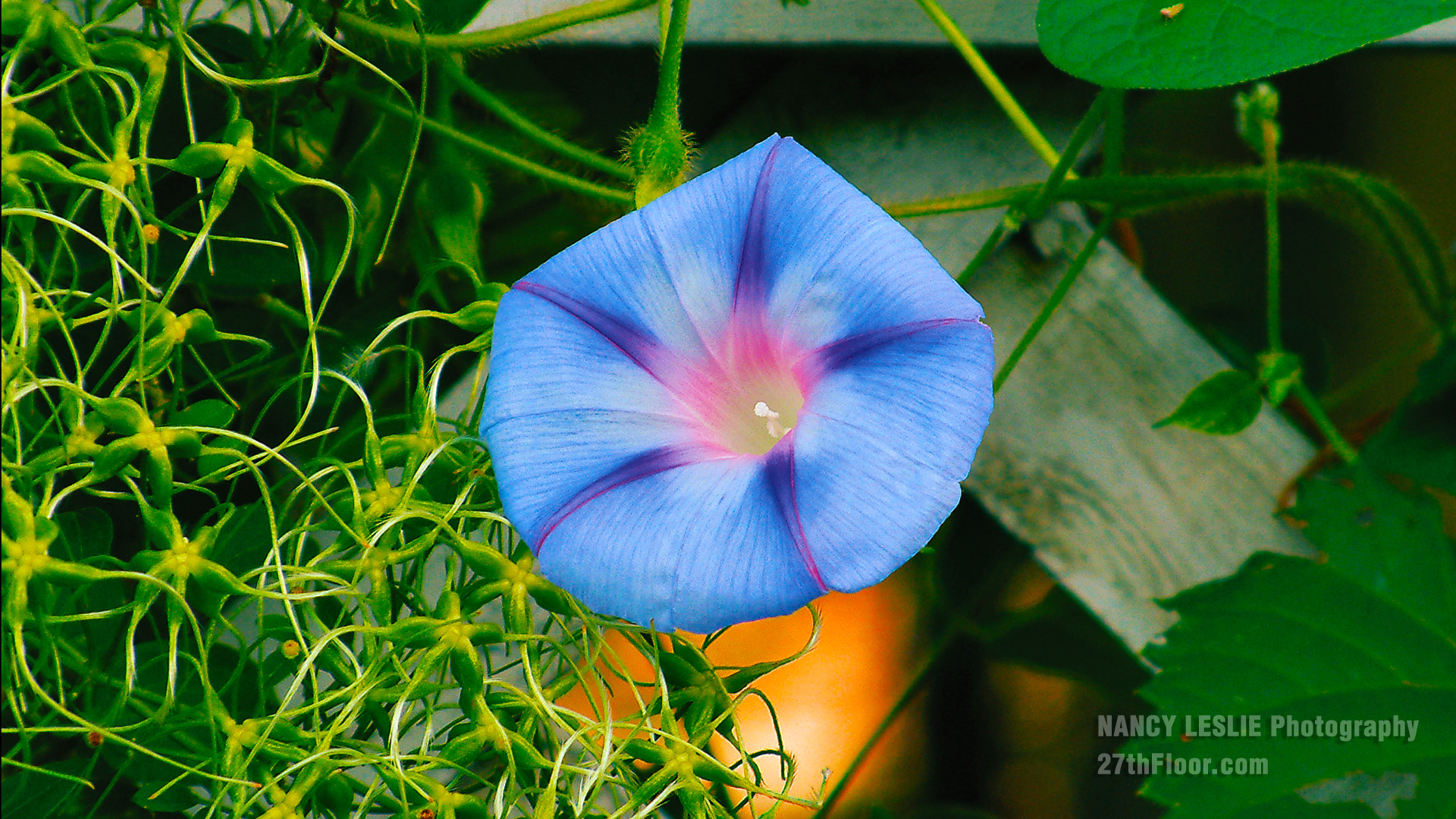 Fujifilm FinePix S602 ZOOM sample photo. Morningglory photography