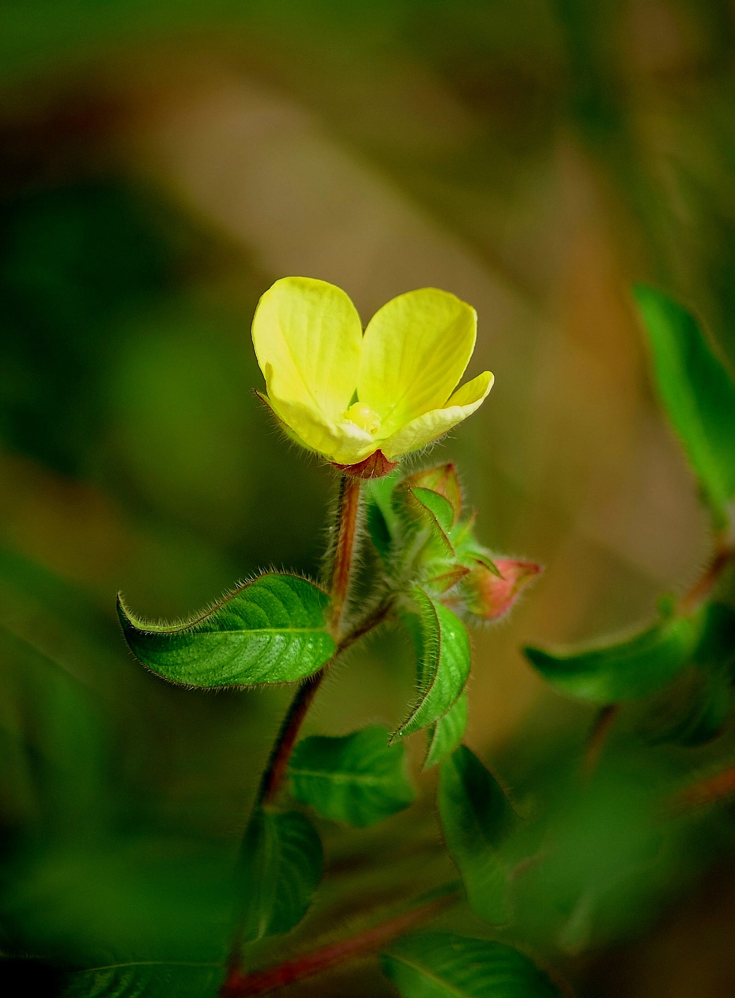 Nikon AF Nikkor 70-300mm F4-5.6G sample photo