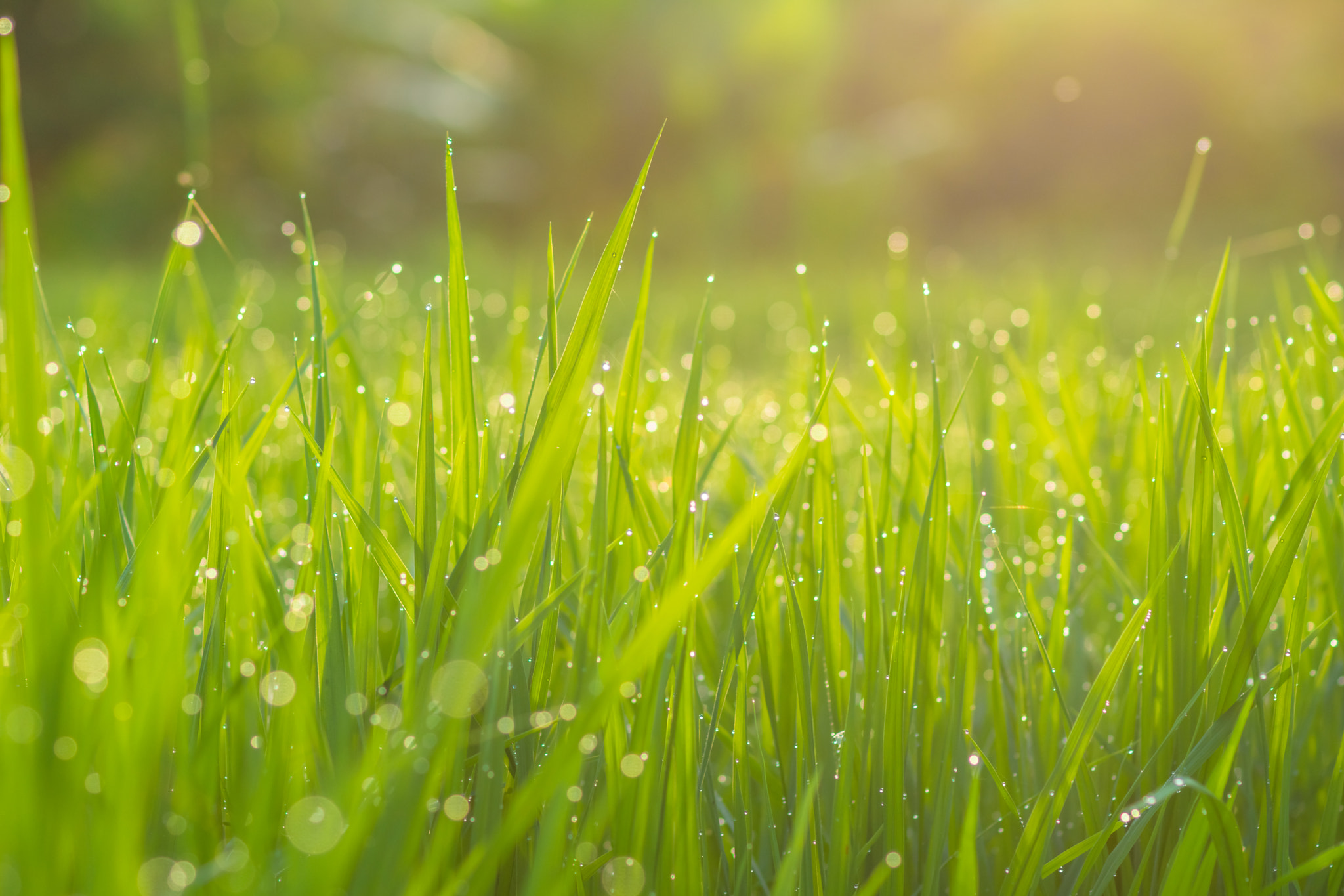 Sony SLT-A77 + Sony 100mm F2.8 Macro sample photo. Morning dew in rice, northern, thailand photography