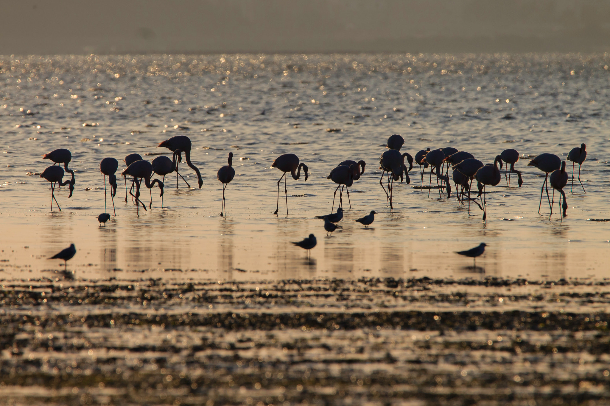 Tamron SP 150-600mm F5-6.3 Di VC USD sample photo. Sunset photography