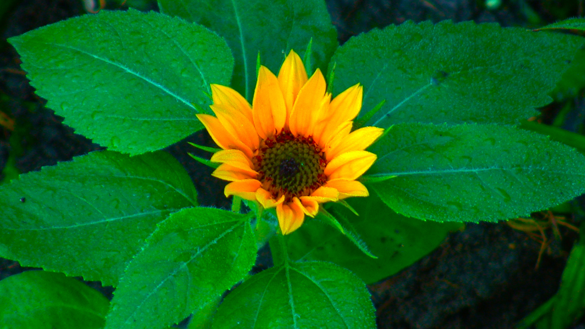 Fujifilm FinePix S602 ZOOM sample photo. Sunflower photography