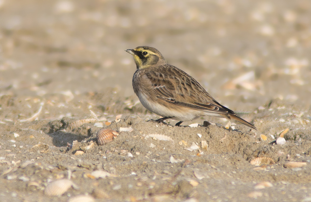 Canon EF 300mm F4L IS USM sample photo. Strandleeuwerik / shore lark photography