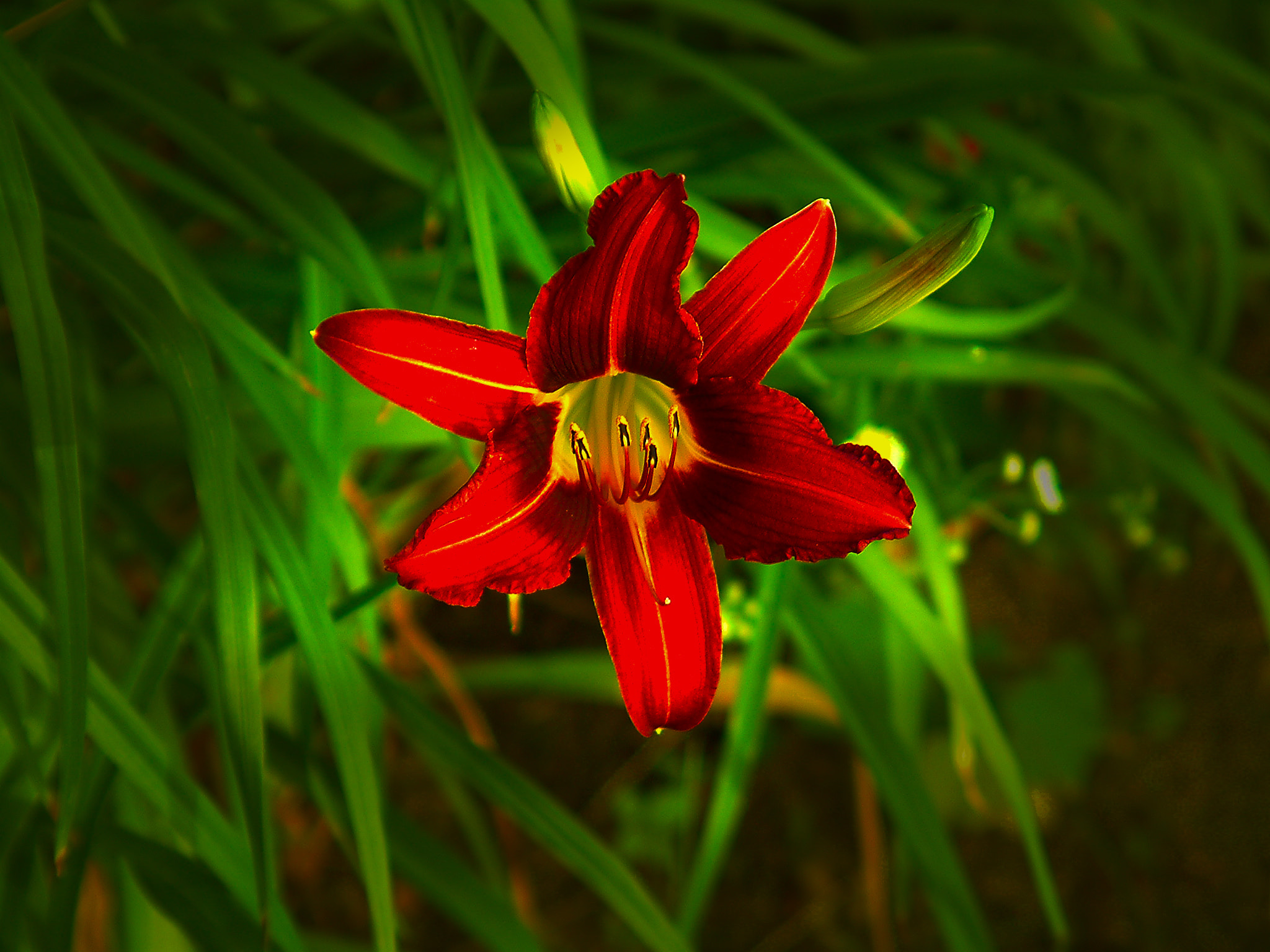Fujifilm FinePix S602 ZOOM sample photo. Darklily photography